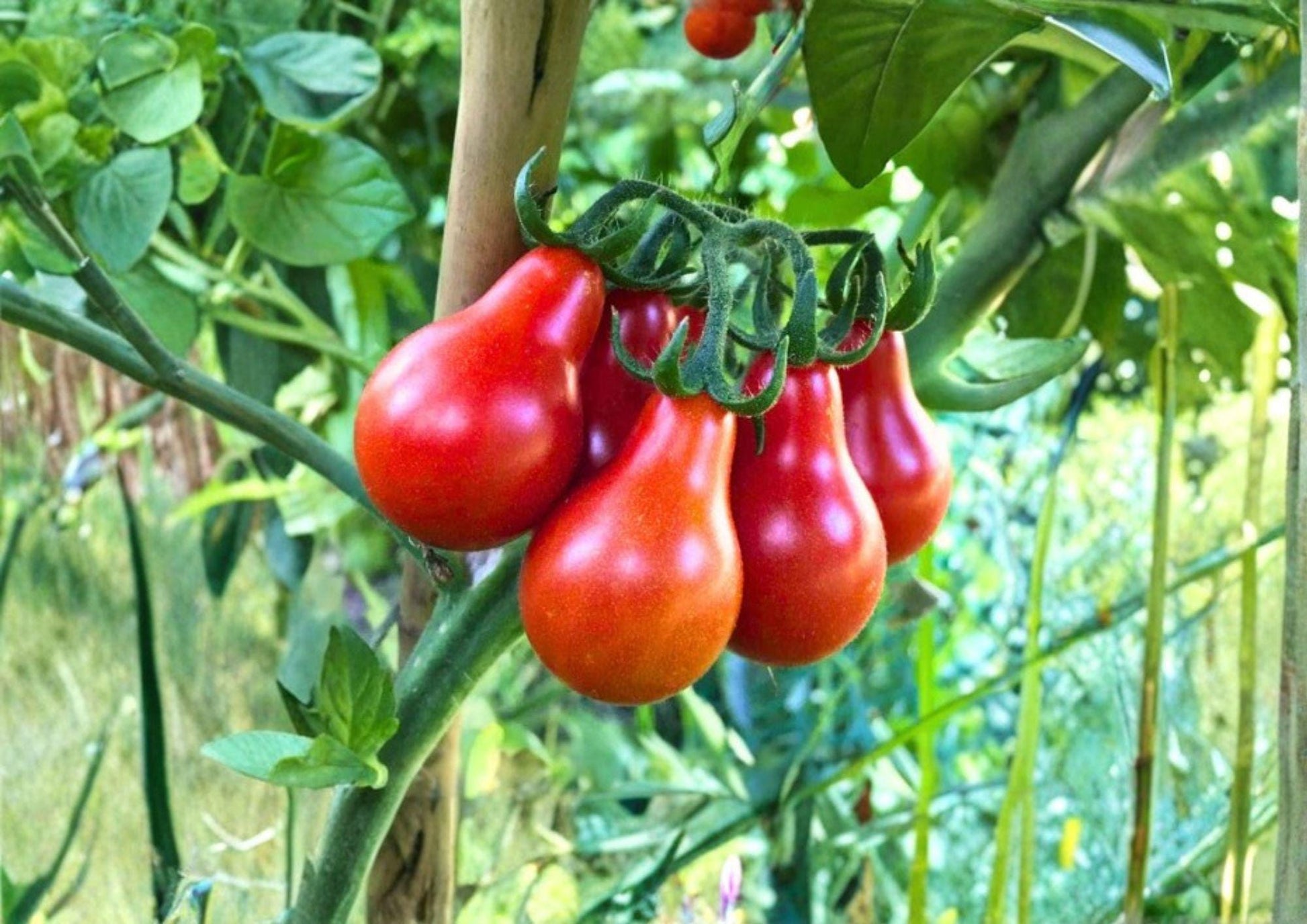 Red Pear Tomato Seeds – Heirloom Non-GMO Cherry Tomato Seeds for Garden, 120+ Pear-Shaped Solanum Lycopersicum