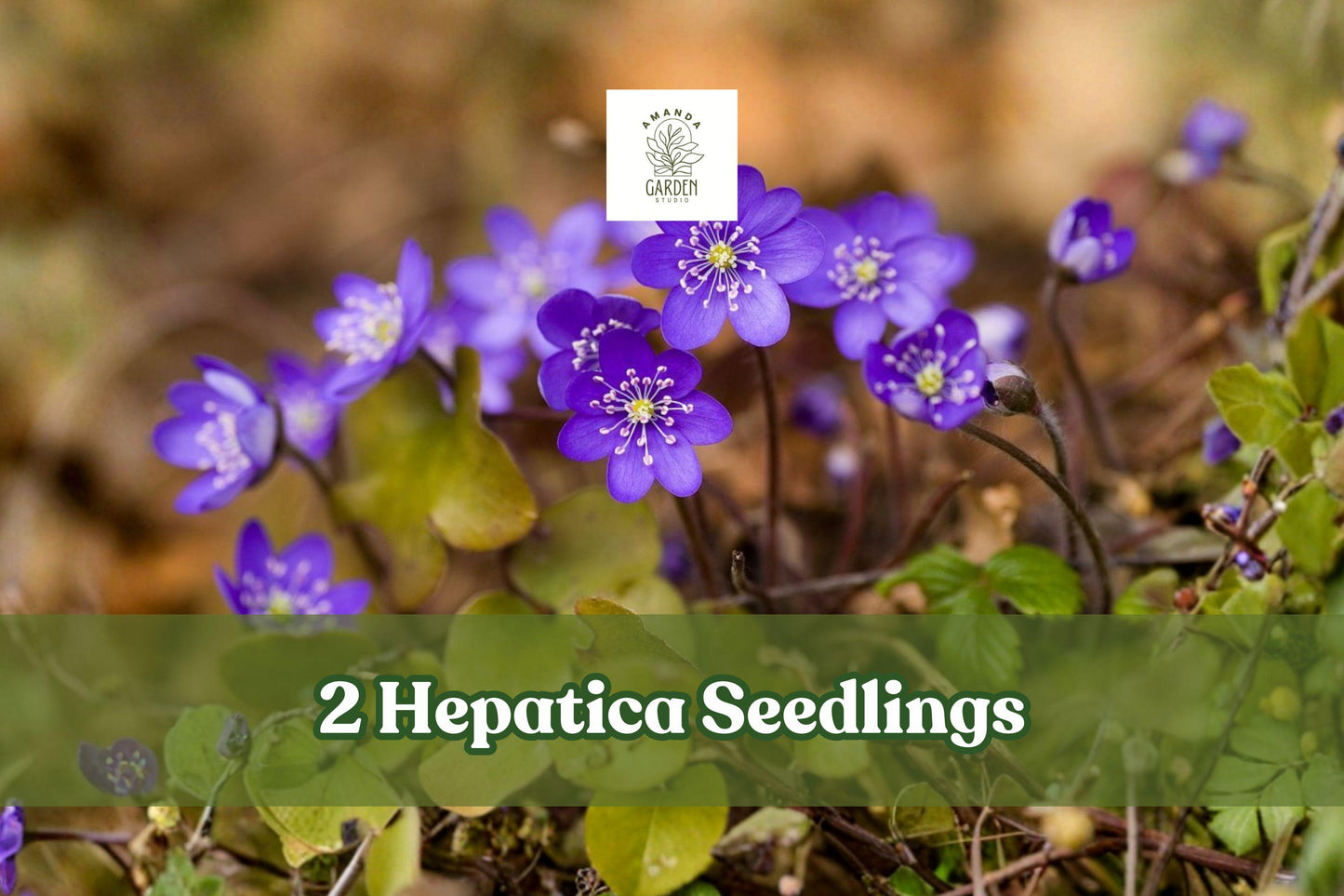 Hepatica Seedlings - 2 Live Perennial Plants for Woodland Gardens, Early Spring Blooms, Shade Garden, Hepatica nobilis