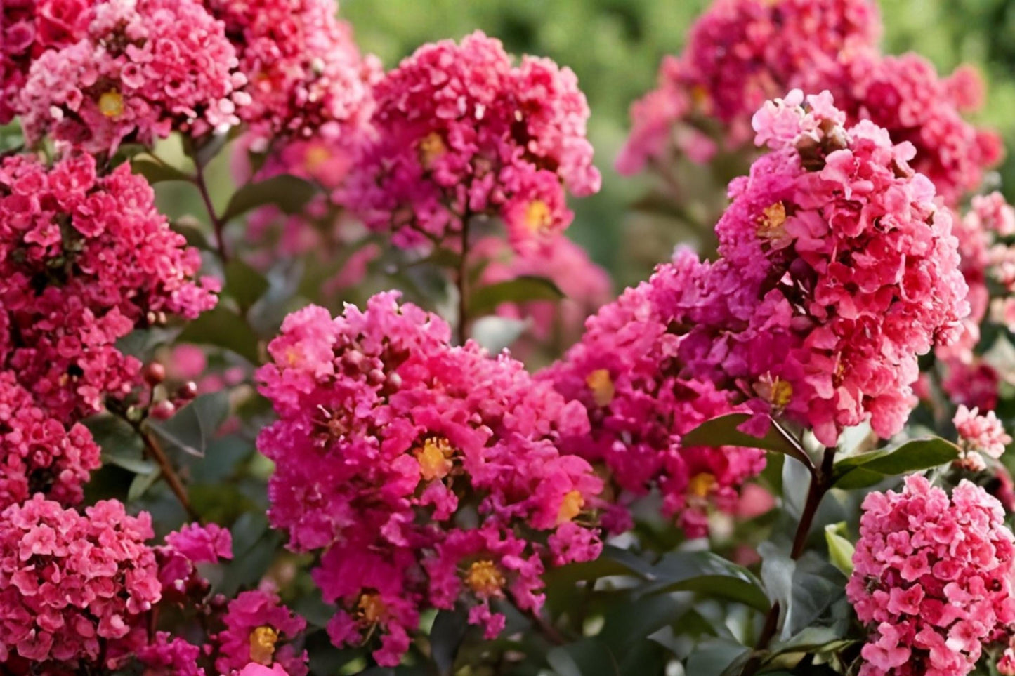 Dark Pink Crepe Myrtle Cuttings | Lagerstroemia indica | Flowering Tree Shrub | 7 Live Unrooted Cuttings