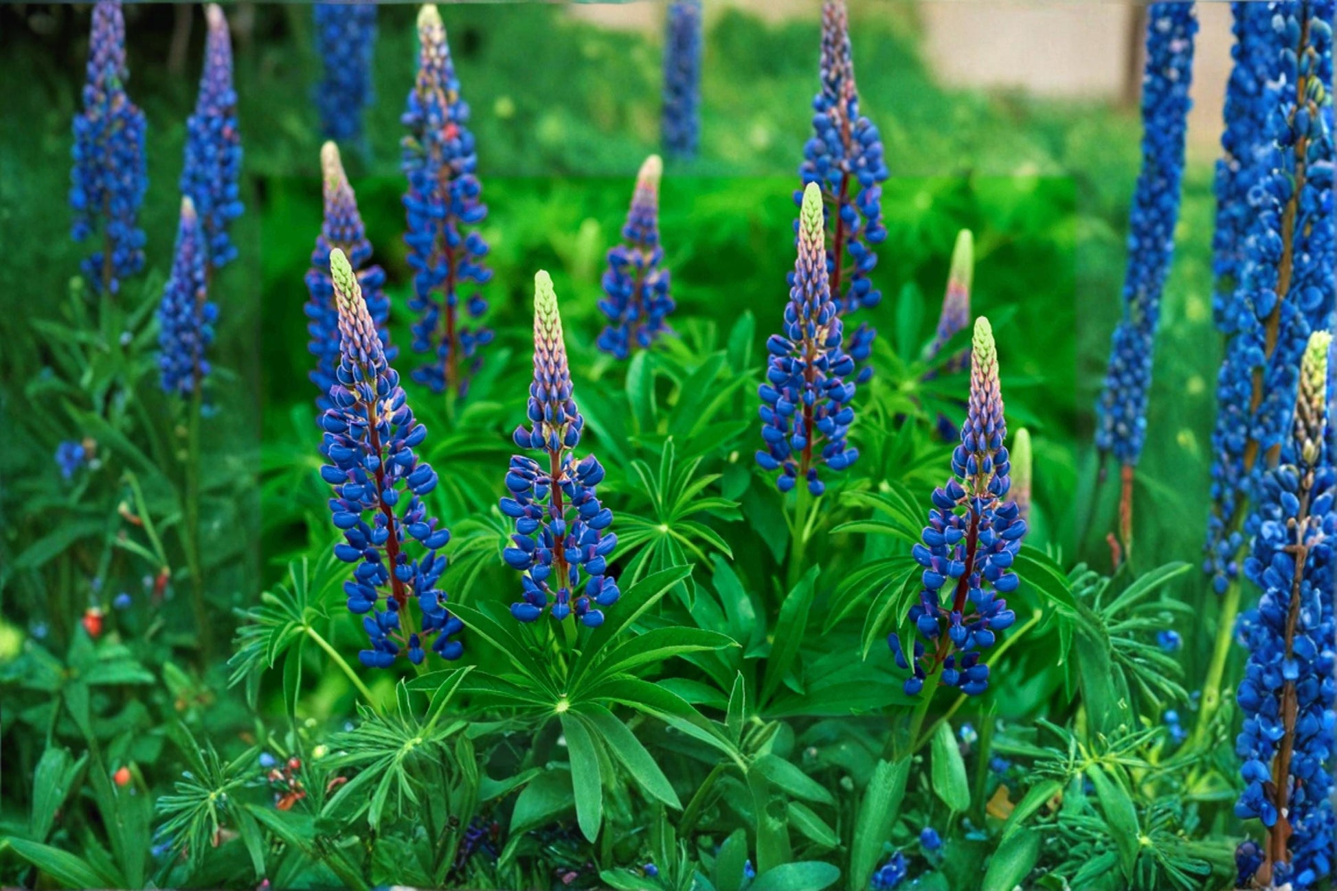 Blue Lupine Seeds – Perennial Flower Seed with Blue Blooms – Lupinus perennis for Native Gardens & Wildflower Planting