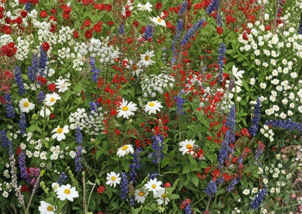 Red, White & Blue Wildflower Seeds Mix – Drought-Resistant Pollinator-Friendly Flower Seeds for Garden Planting, Patriotic Meadow Blend