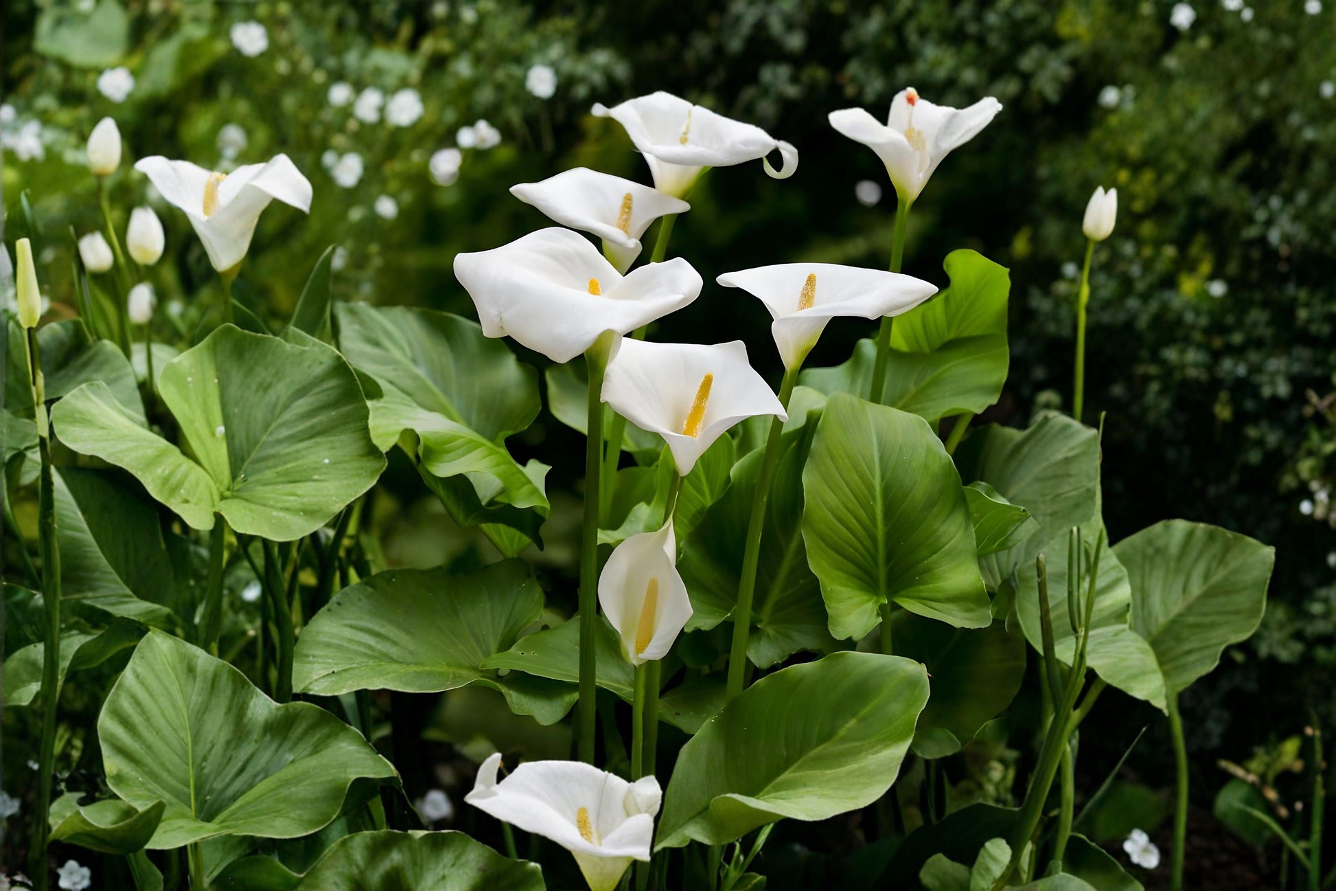 White Calla Lily Bulbs – Zantedeschia aethiopica for Garden, Indoor & Patio Decor, Flowering Bulb, Elegant White Blooms