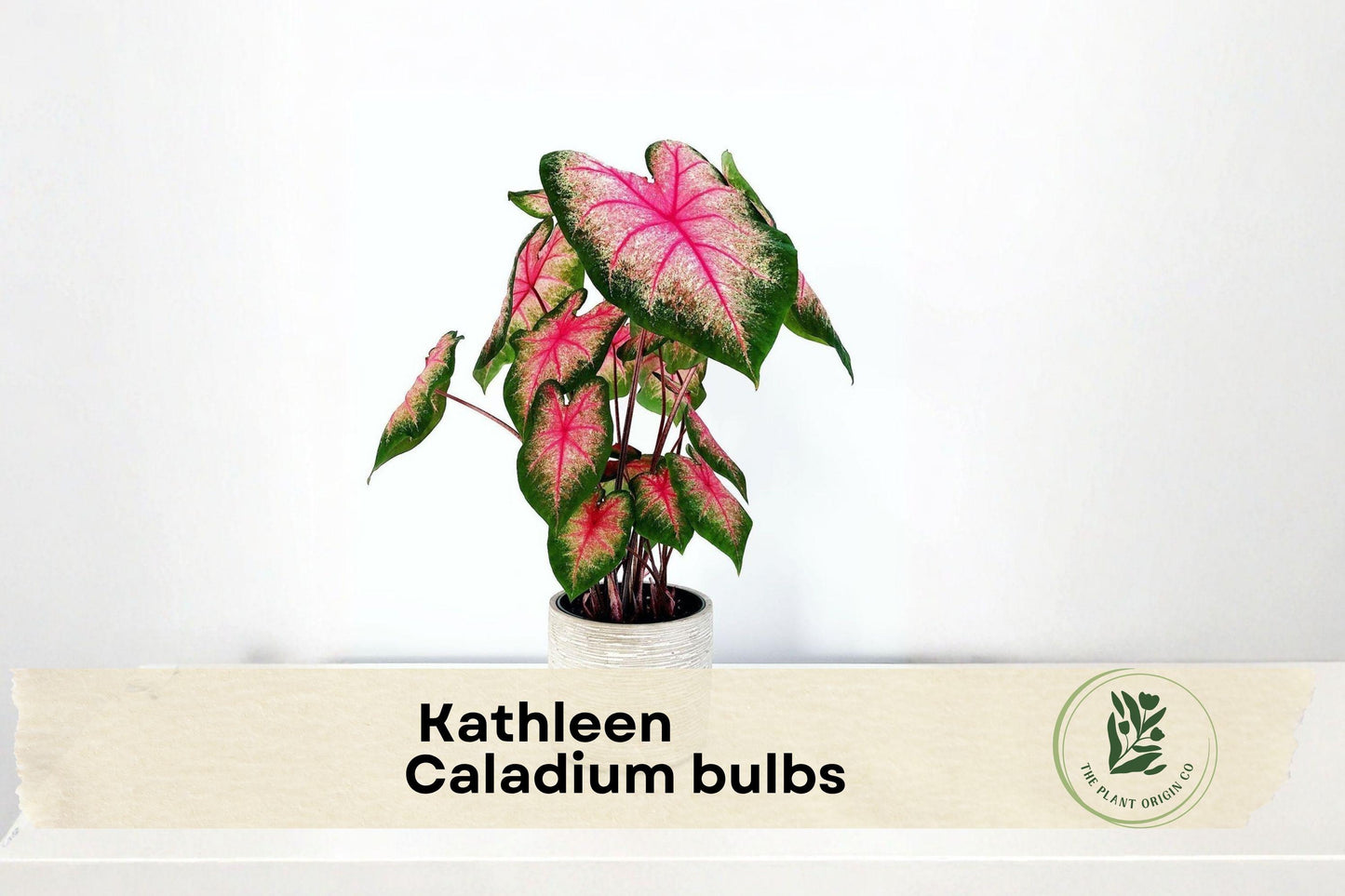 6 Kathleen Caladium Bulbs - Pink and Green Foliage, Tropical Ornamental Plant, Caladium bicolor for Shade Gardens & Containers