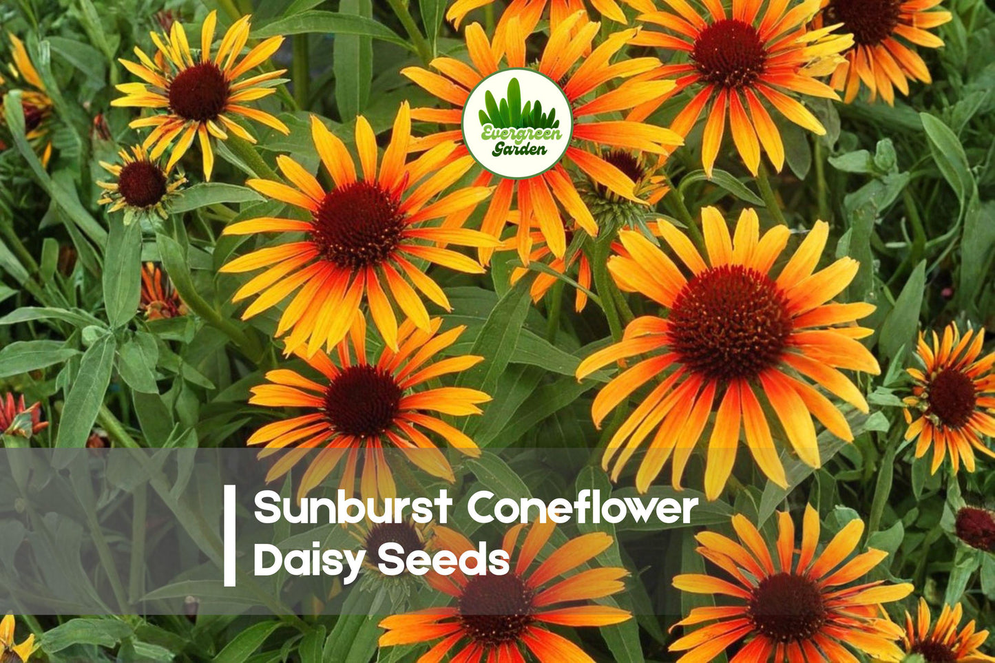 Sunburst Coneflower Daisy Seeds, Rudbeckia hirta, Bright Golden Yellow, Full Sun, Pollinator-Friendly, 200 Seeds