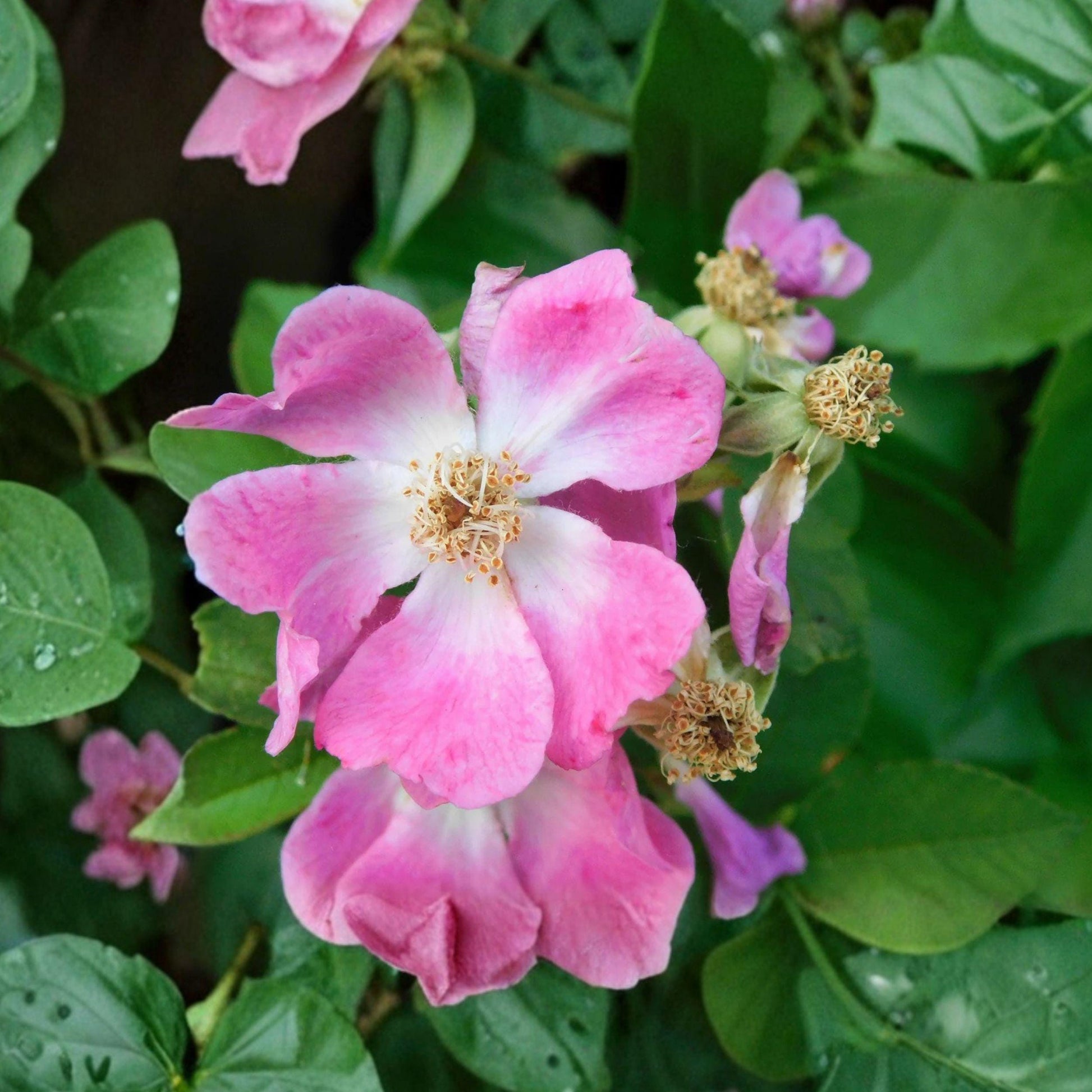 Illinois Rose Seeds Rosa setigera Native Climbing Pink Flower Garden Vine – 10 Seeds