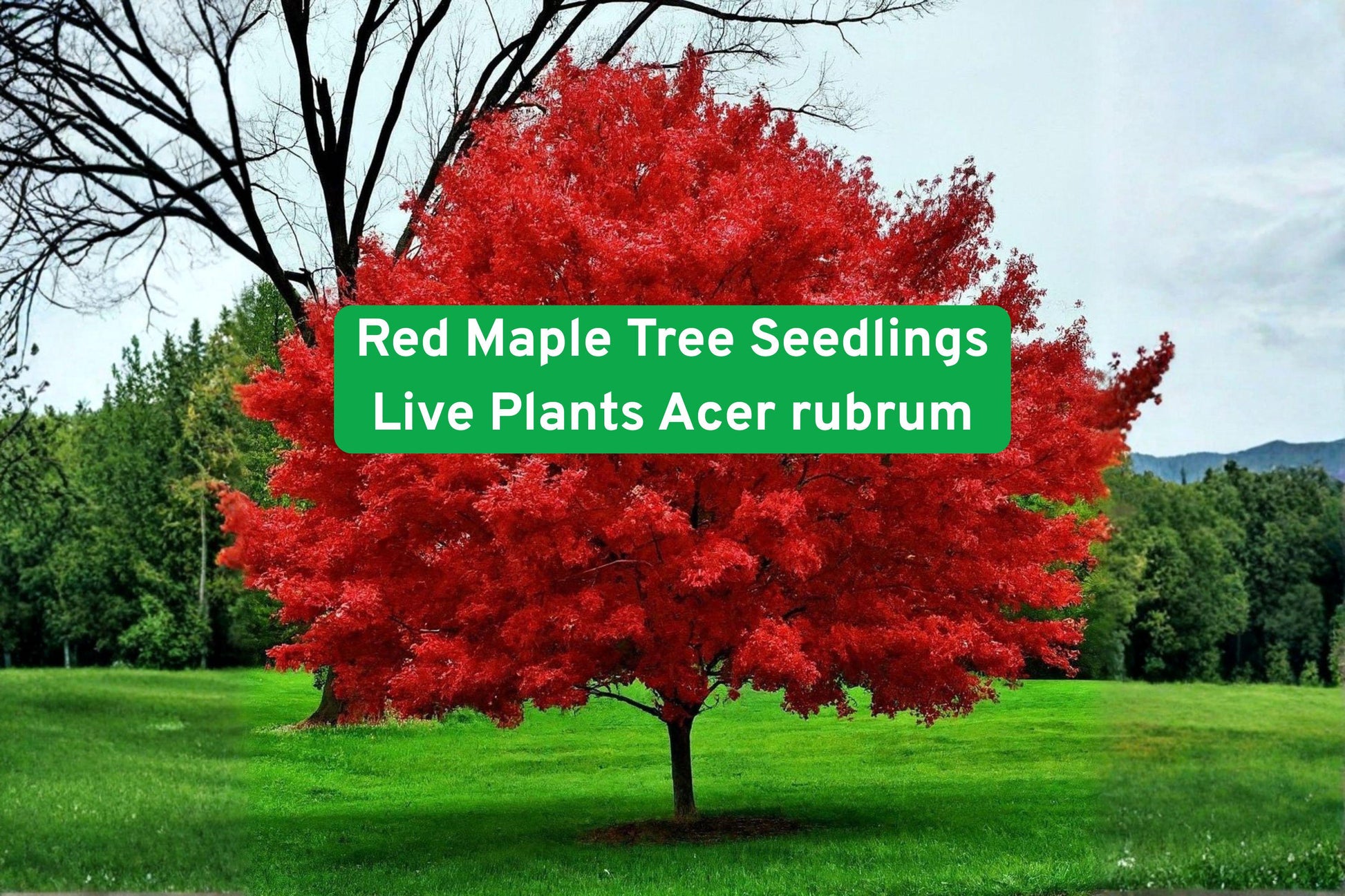 red maple seedling, Acer rubrum tree, live plant seedlings, deciduous shade tree, fall foliage tree, outdoor landscape plant, garden tree starter, vibrant red leaves, hardy landscape tree, yard planting seedling, seasonal color tree, fast-growing tree, large outdoor plant