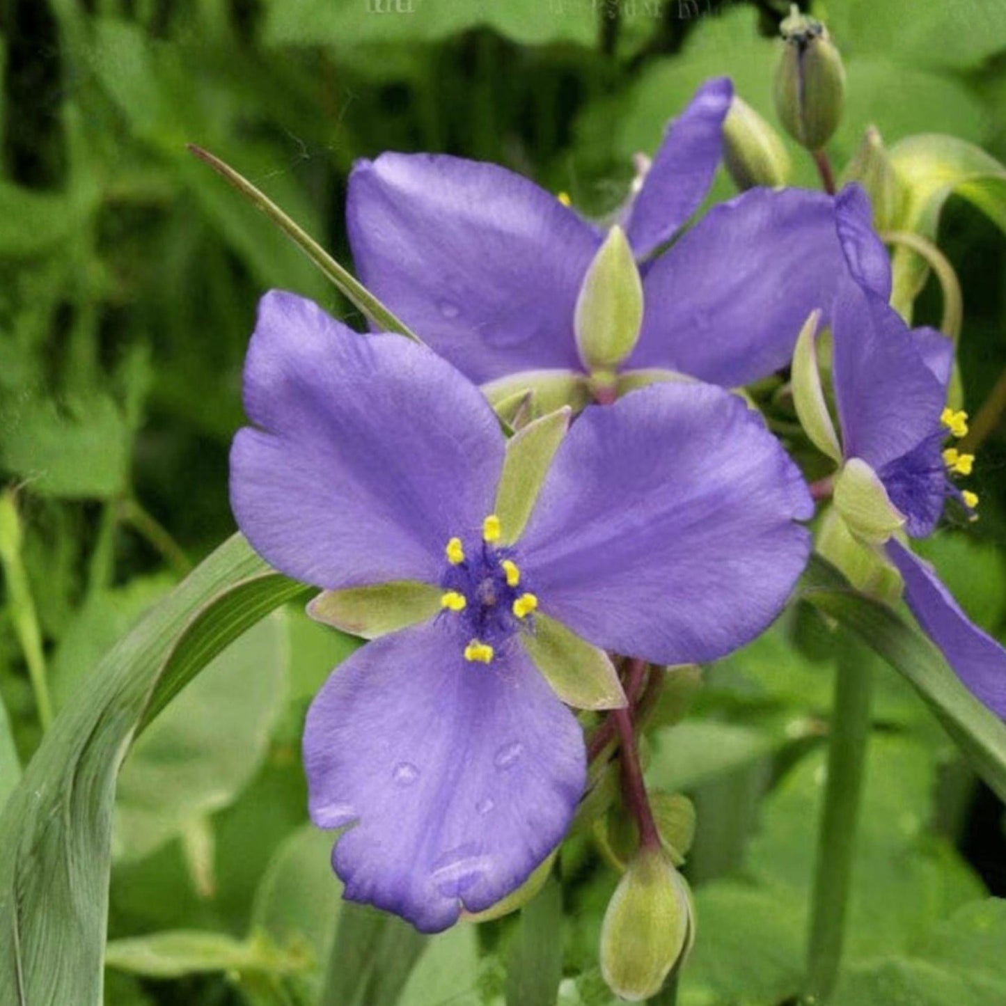 Ohio Spiderwort Seeds – 25 Native Wildflower, Tradescantia ohiensis, Blue Violet Pollinator Plant for Prairie Gardens & Meadows