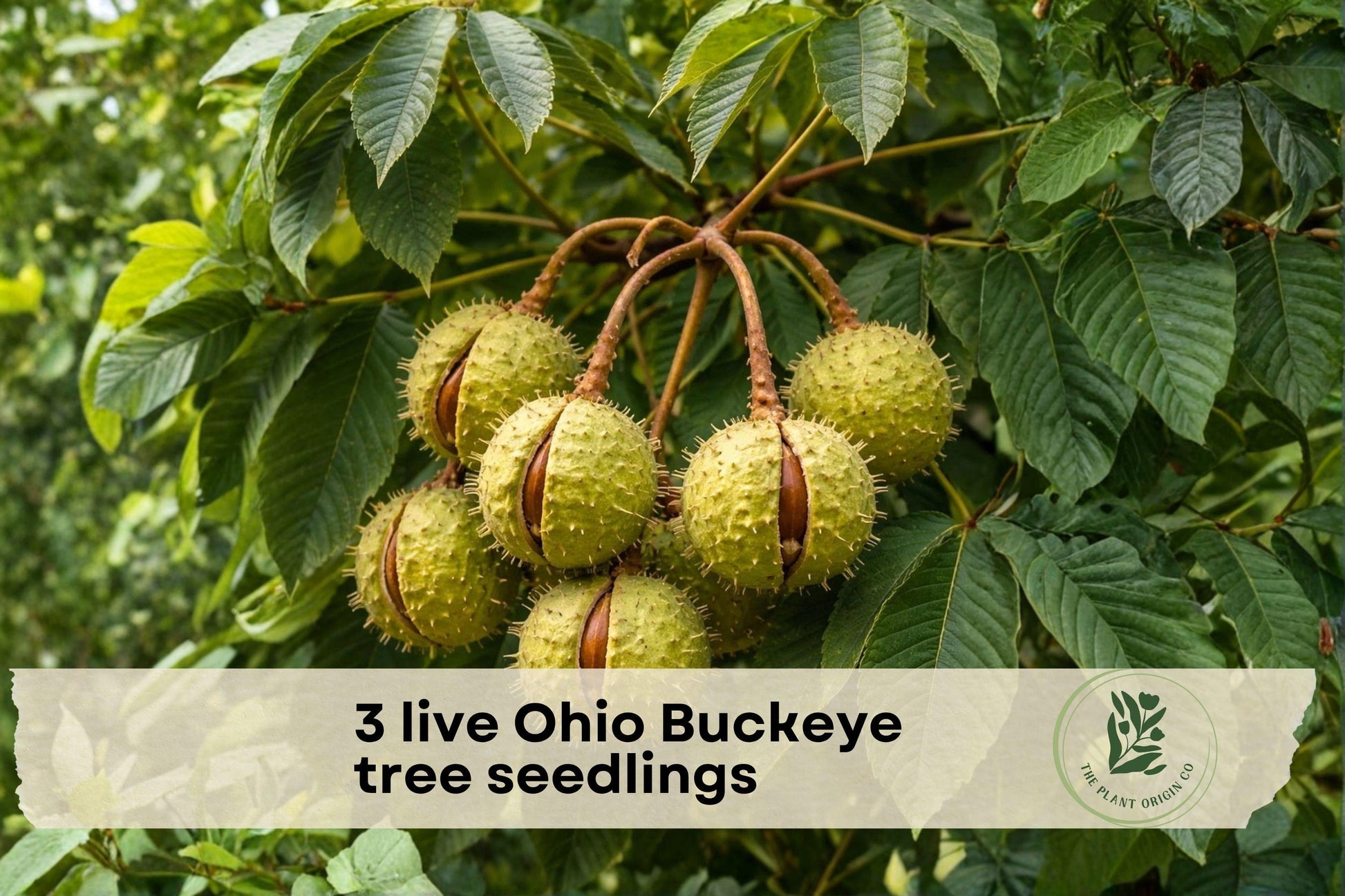 3 Live Ohio Buckeye Tree Seedlings | Native Aesculus glabra Young Trees for Landscaping & Garden