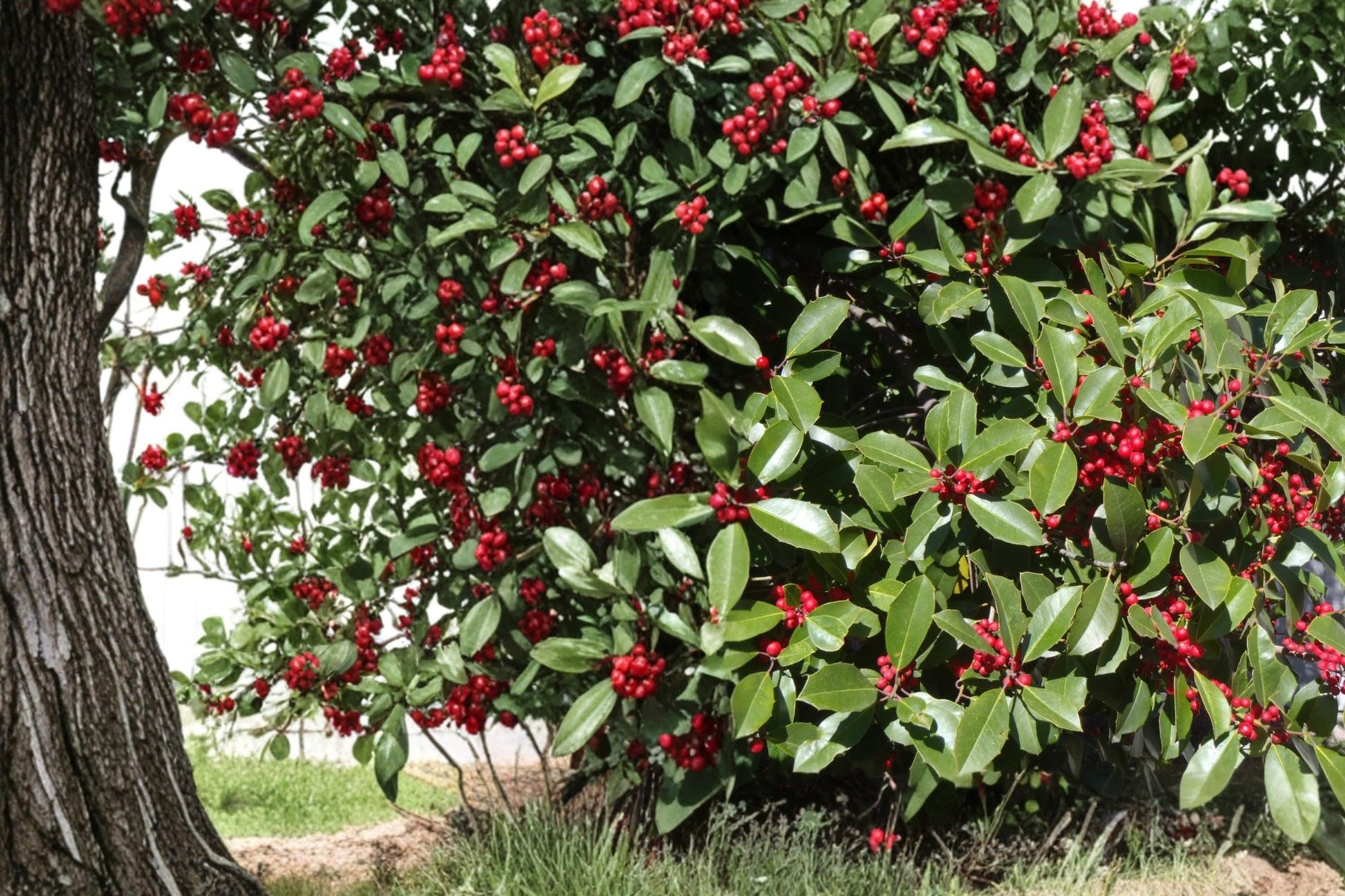 American Holly Seeds – Ilex opaca Evergreen Tree with Red Berries, Ornamental Hedge, Native North American Plant