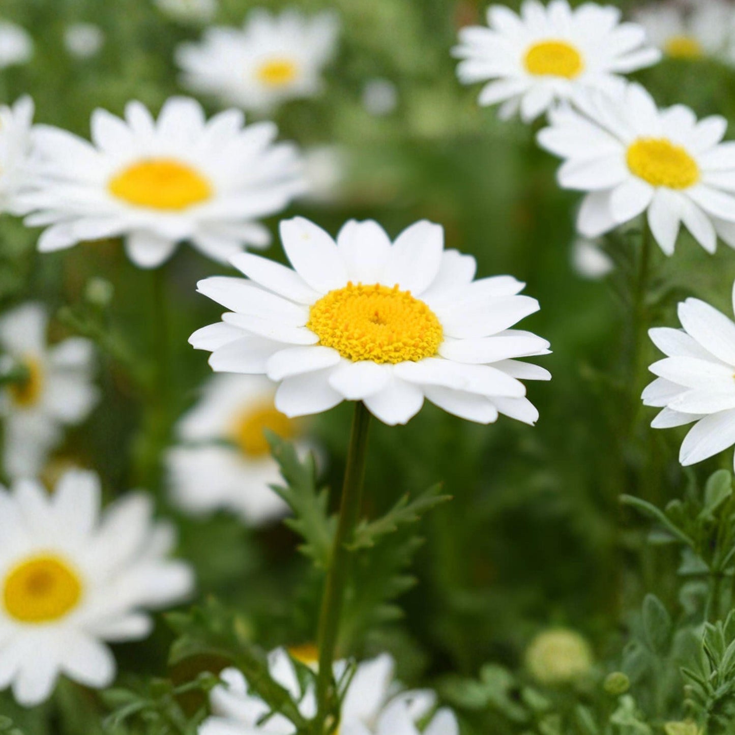 Oxeye Daisy Seeds 100 White Wildflower Perennial Meadow Flower Seeds Leucanthemum vulgare