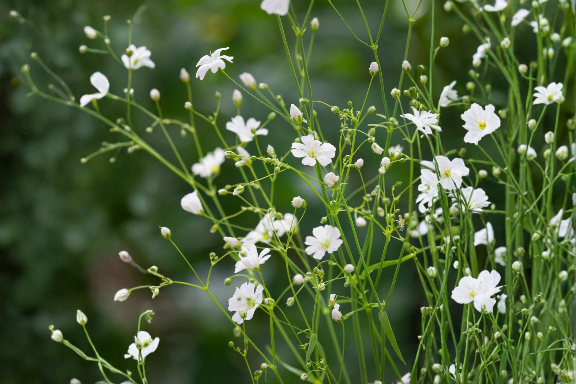 Covent Garden Baby's Breath Seeds, Gypsophila elegans, White Annual Flower for Borders & Garden Filler