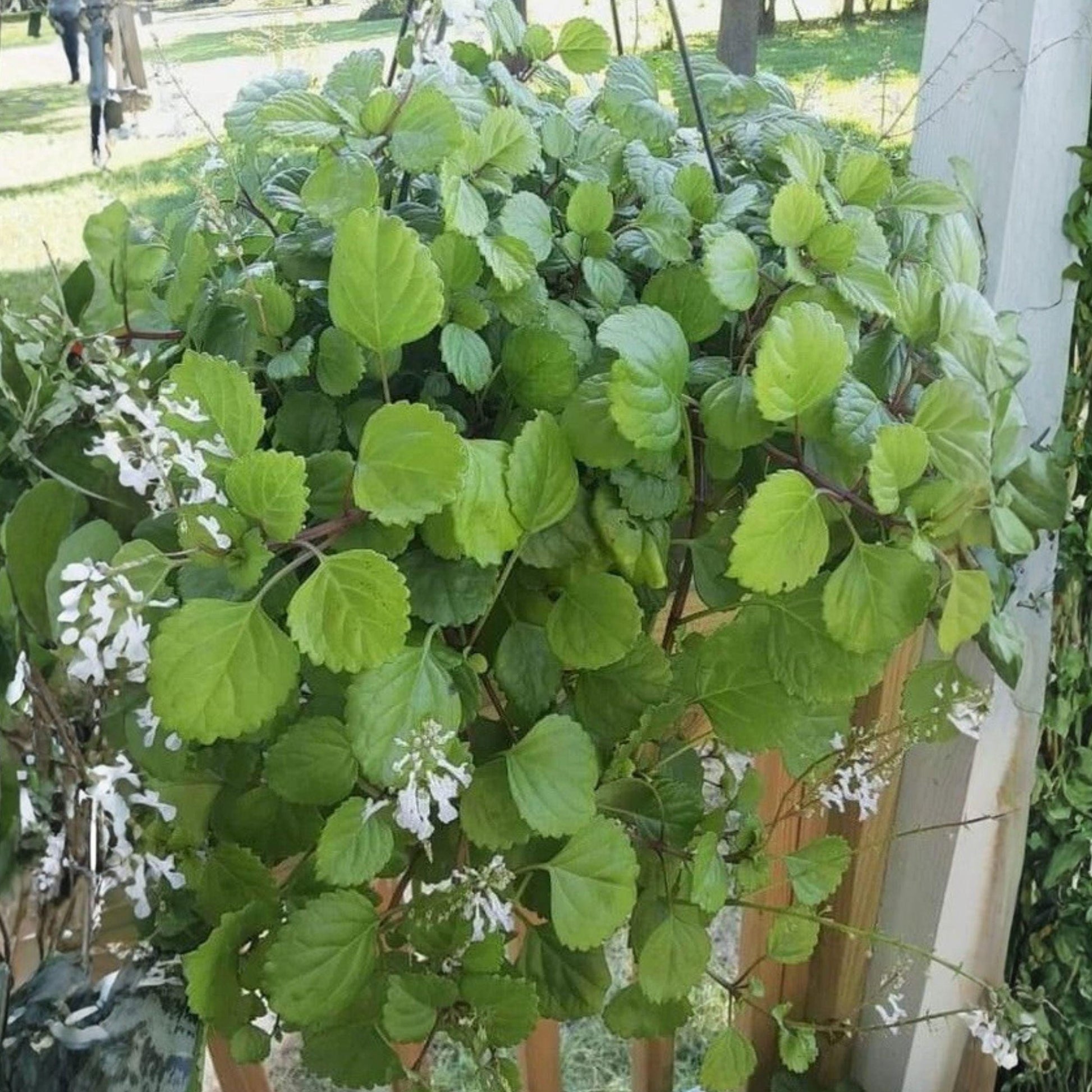 Plectranthus verticillatus Swedish Ivy Plant Rooted Starter, Trailing Houseplant for Hanging Baskets, Indoor Decor