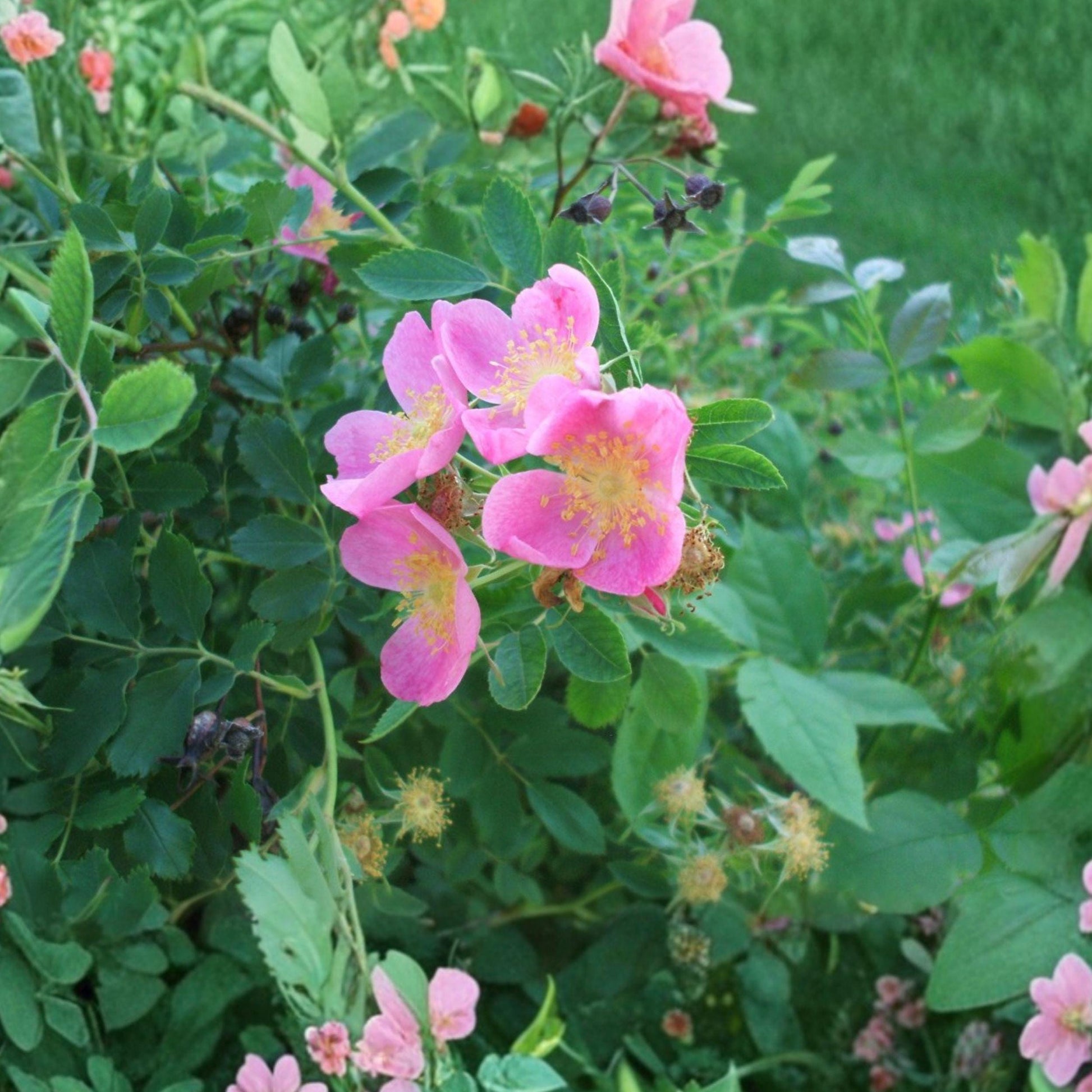 Prairie Wild Rose Seeds Rosa arkansana Native Perennial Shrub Pink Flowers 10 Seeds for Native Gardens & Prairie Landscaping