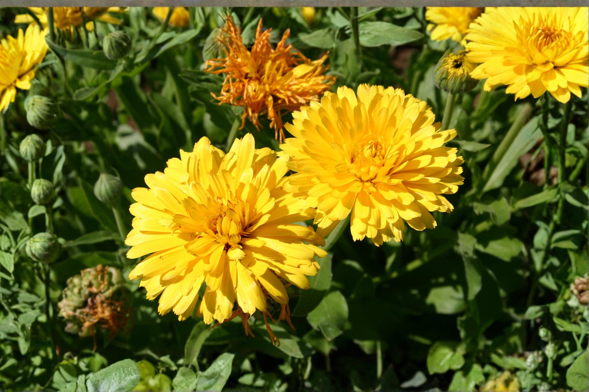 Pacific Beauty Yellow Calendula Seeds – Annual Flower, Bright Yellow Daisy-Like Blooms, Calendula officinalis