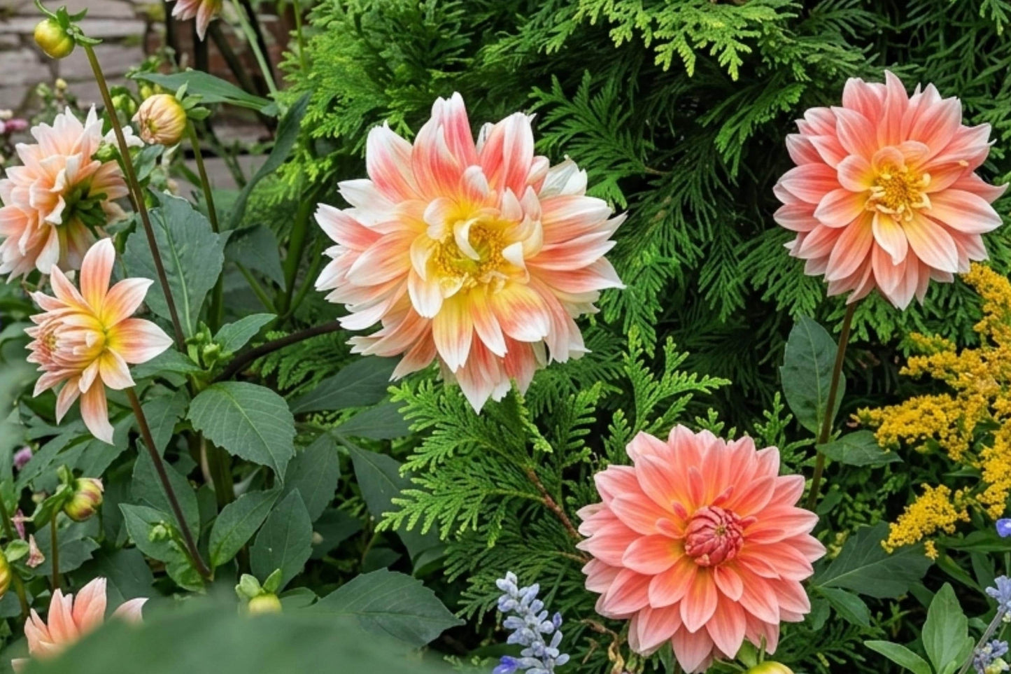 Peaches & Cream Dahlia Tuber Clump - Dinnerplate Decorative Flower - Dahlia pinnata