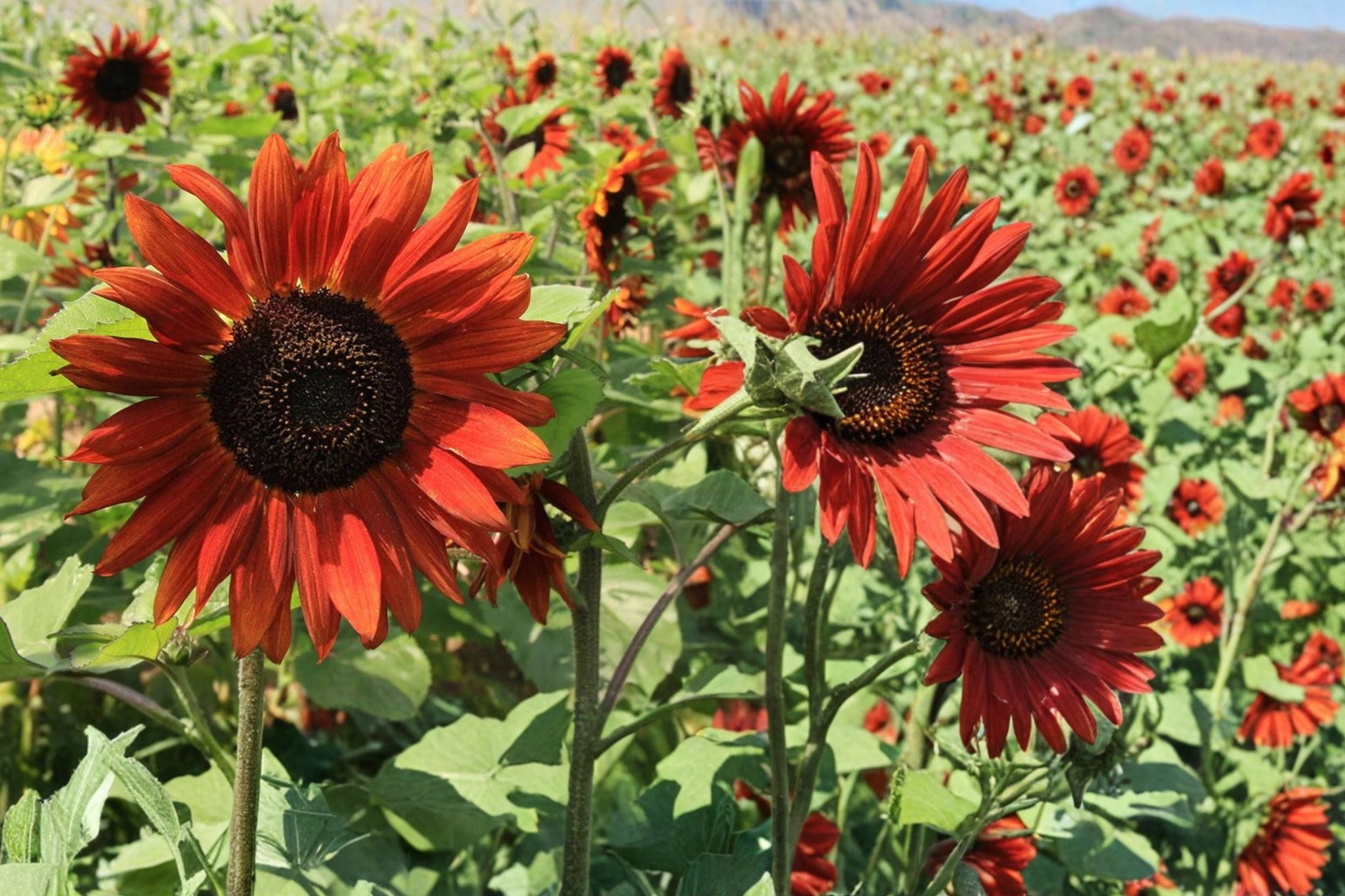 Velvet Queen Sunflower Seeds – Helianthus annuus – Burgundy Red Blooms, Annual Flower for Garden Borders and Full Sun Planting