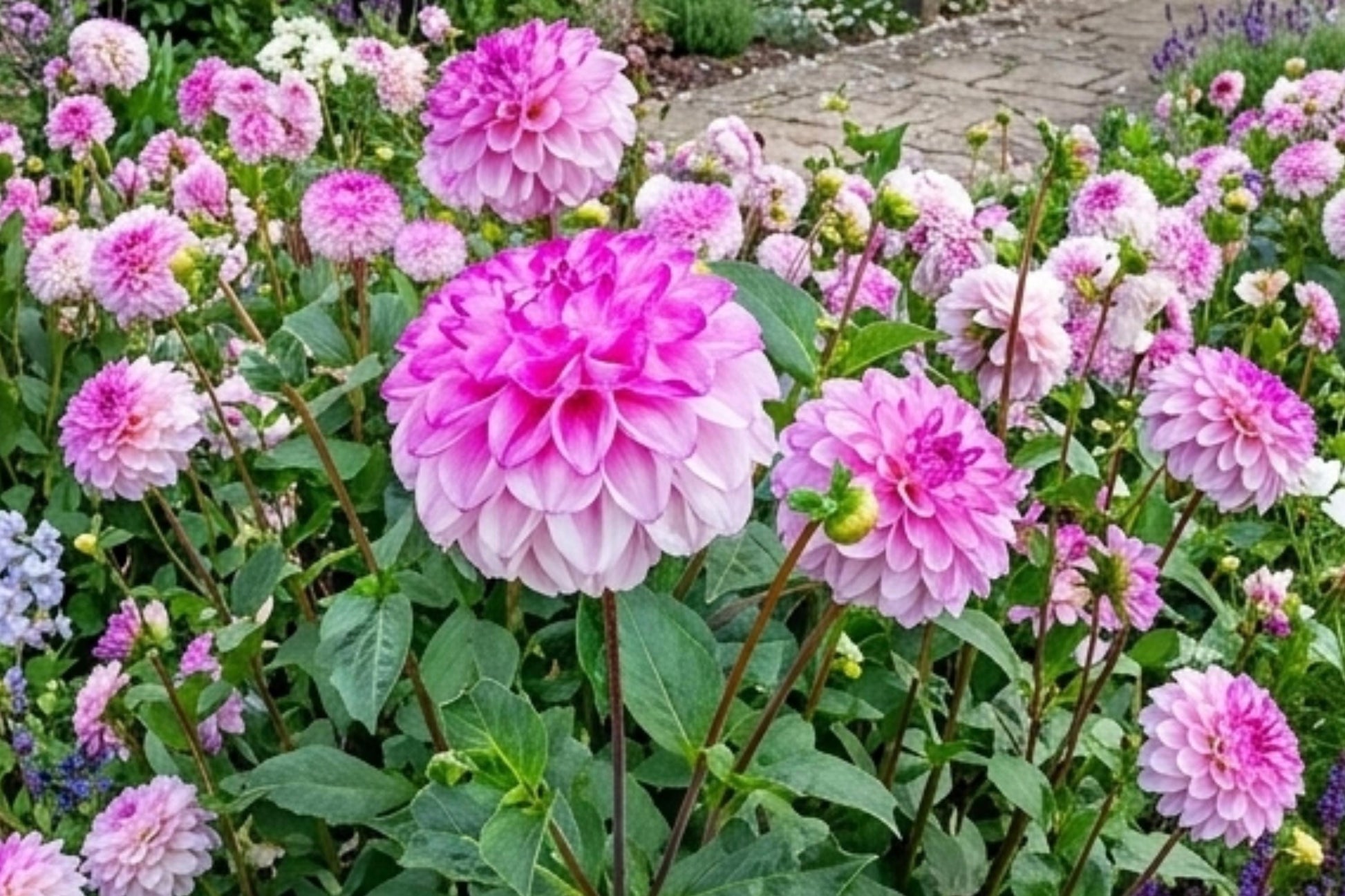 Giant Dinnerplate Dahlia Bulb Clump Coral Raspberry - Belle of Barmera Dahlia (Dahlia pinnata)