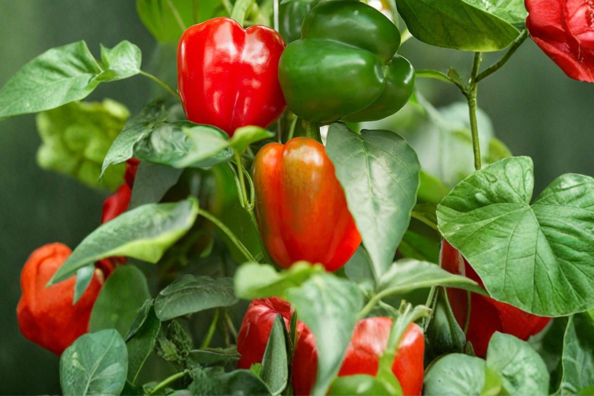 Big Bertha Heirloom Organic Non-GMO Bell Pepper Seeds – Large, Thick-Walled, Sweet Flavor, Green to Red, 50+ Seeds