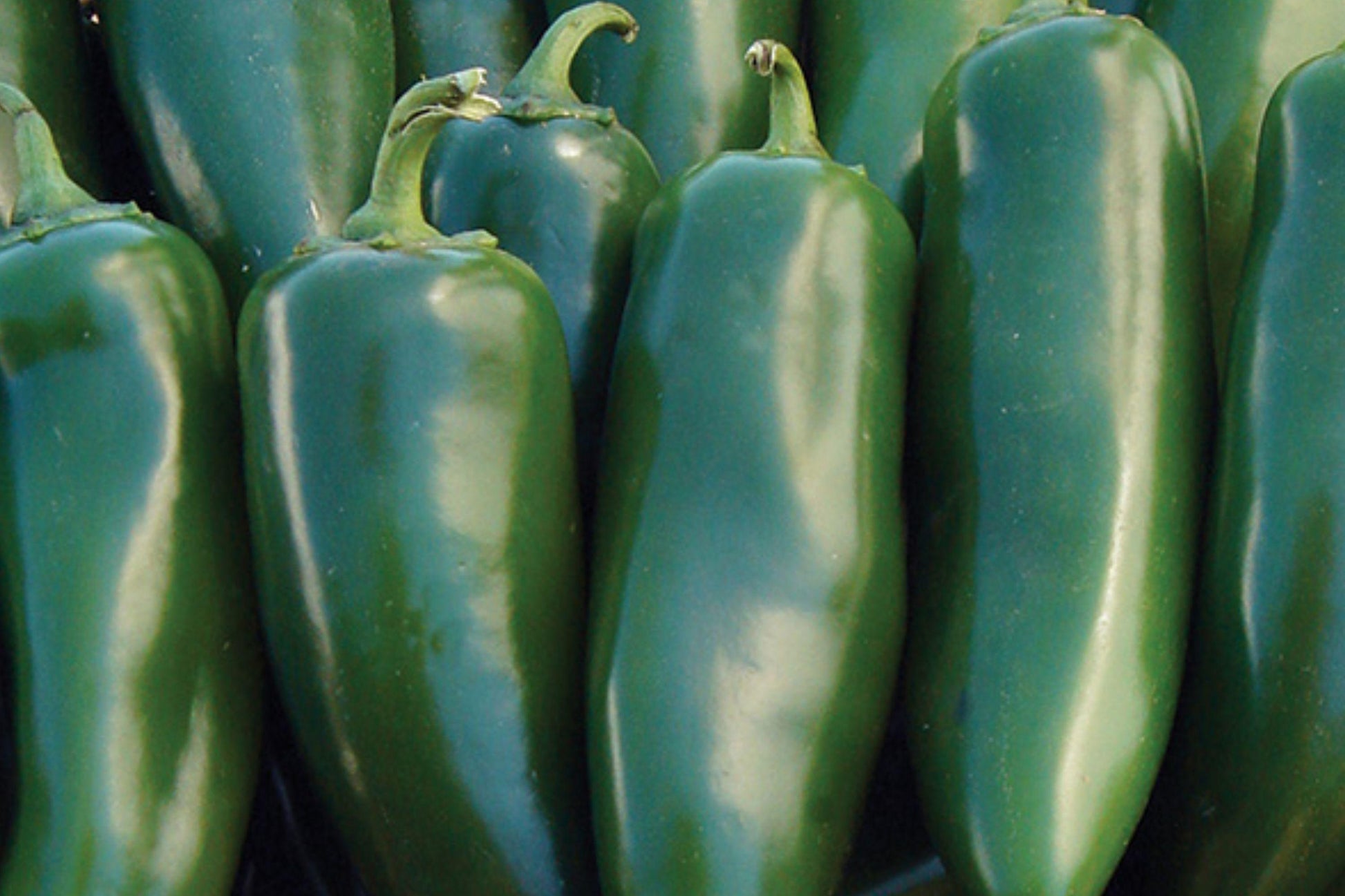 Mammoth Jalapeno Pepper Seeds – Heirloom Non-GMO High Yield Thick-Walled Green to Red Hot Peppers