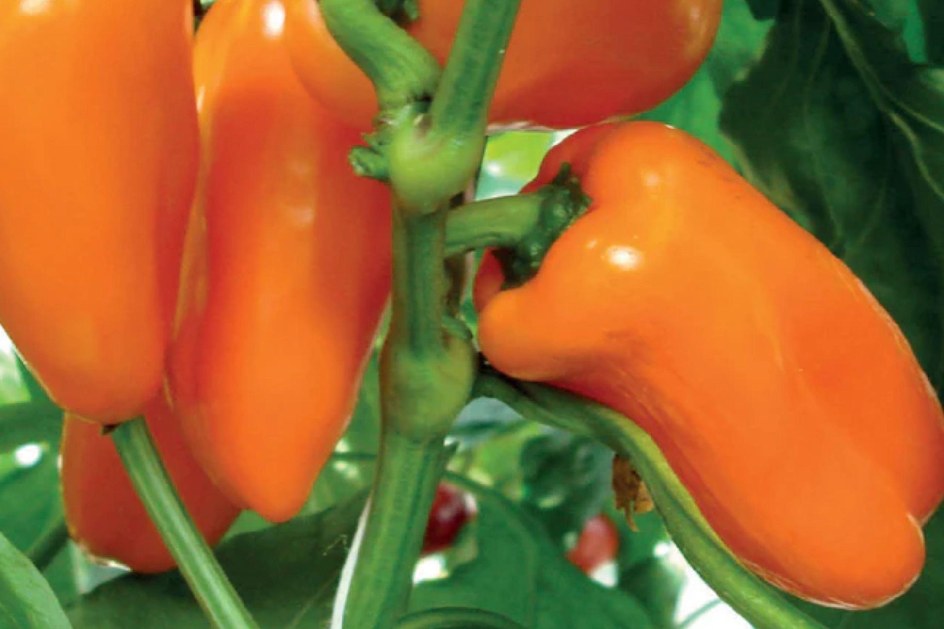 Orange King Heirloom Bell Pepper Seeds – Non-GMO, Sweet, Thick-Walled, High-Yield Garden Vegetable, 120+ Seeds