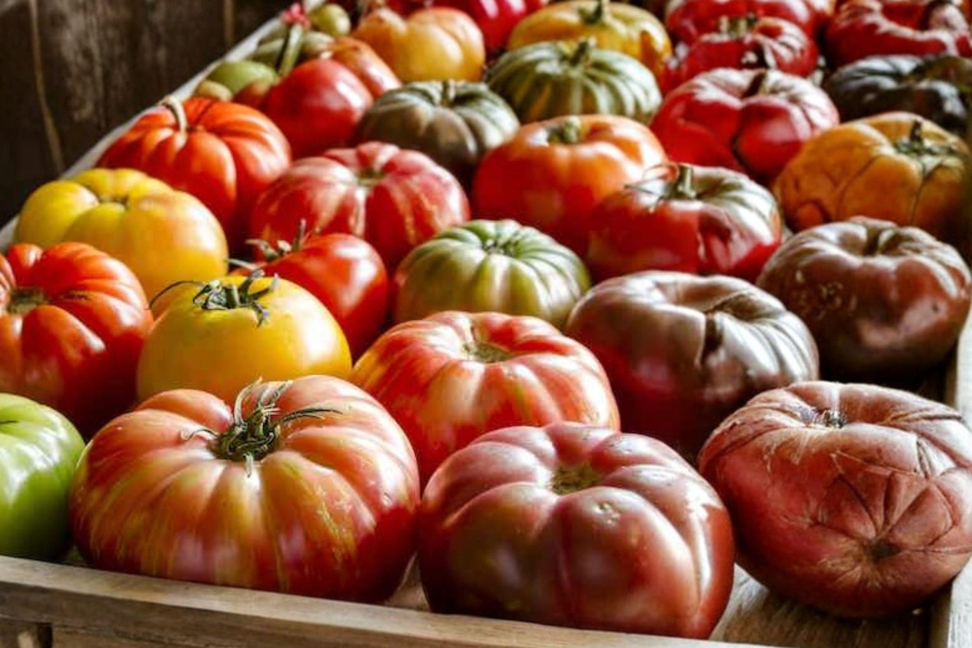 Big Rainbow Heirloom Tomato Seeds – Rare Bi-Color, Sweet Flavor, High Yield, Indeterminate, 30+ Seeds