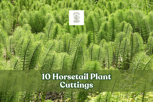 10 Horsetail Plant Cuttings Equisetum Aquatic Pond Plant Fast Growing Live Stems for Water Gardens