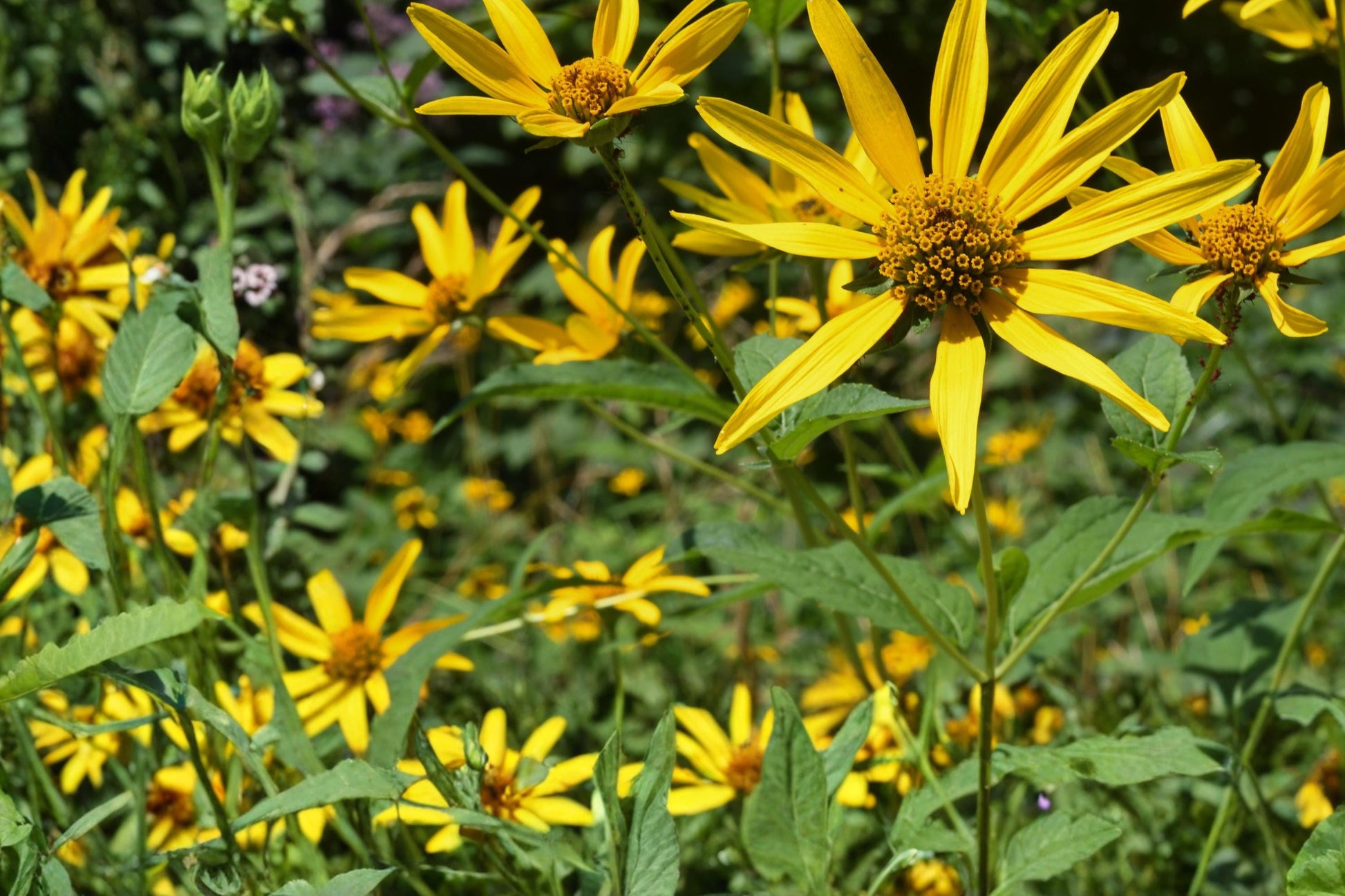 Early Sunflower Seeds – Heliopsis helianthoides Perennial Flower Seeds for Garden, Yellow Daisy-Like Blooms, Pollinator Friendly