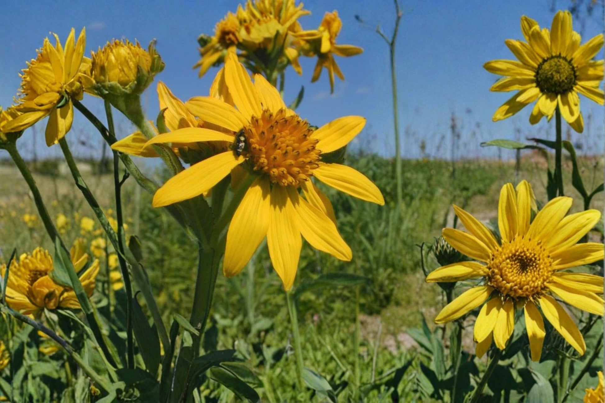 Yellow Crownbeard Seeds – Verbesina helianthoides Perennial Wildflower with Bright Yellow Daisy-Like Blooms