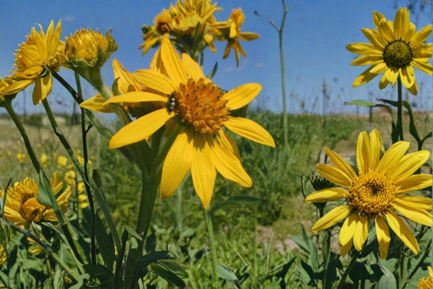 Yellow Crownbeard Seeds – Perennial Wildflower Verbesina helianthoides with Bright Yellow Daisy-Like Blooms