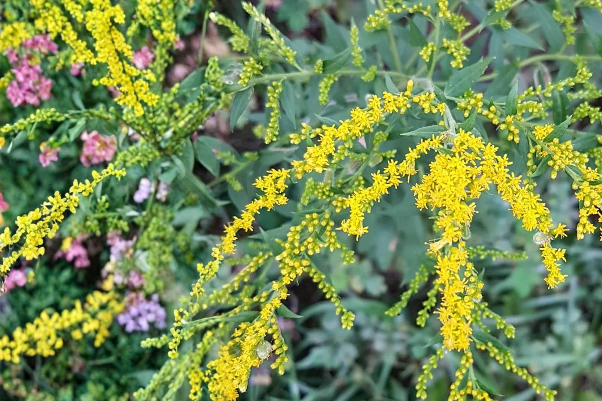 Elmleaf Goldenrod Seeds – Solidago ulmifolia Perennial Wildflower for Pollinators & Natural Landscapes