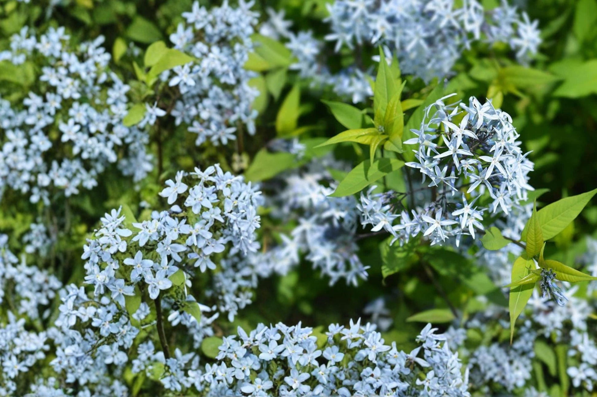 Eastern Bluestar Seeds – Amsonia tabernaemontana Perennial with Pale Blue Star-Shaped Flowers, Native Garden Plant