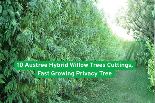 Austree Willow Cuttings, Fast Growing Privacy Tree, Shade Tree, Windbreak, Deciduous Tree, Green Foliage, Landscape Tree, Property Border, Eco-Friendly Tree, Quick Growing Tree, Garden Privacy, Large Shade Tree