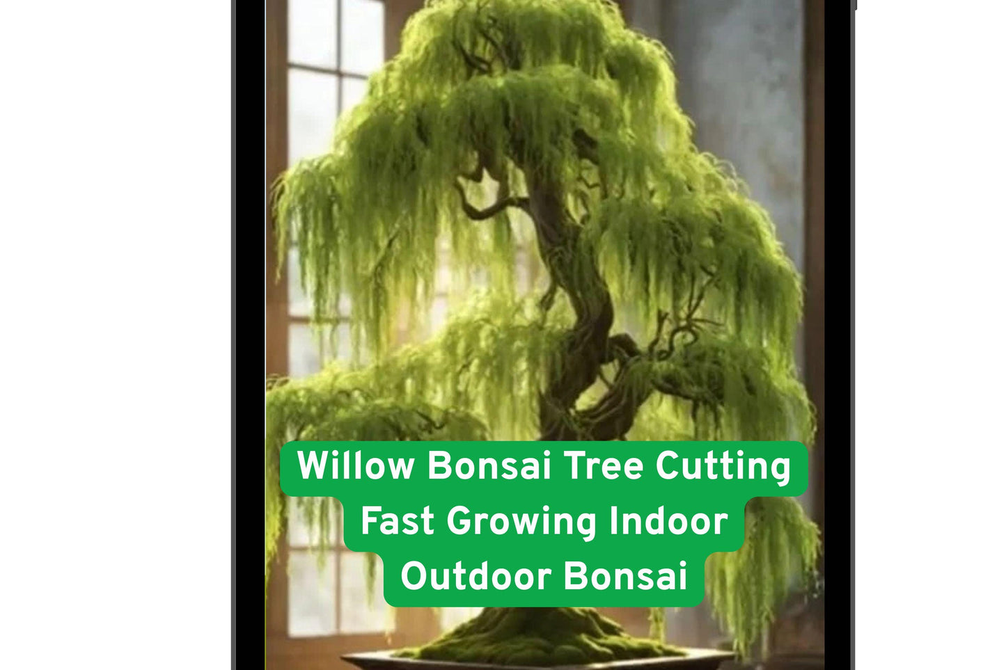 willow bonsai, bonsai tree cutting, indoor bonsai plant, outdoor bonsai tree, fast growing bonsai, beginner bonsai kit, DIY bonsai gift, deciduous bonsai, green foliage plant, flexible branch bonsai, miniature tree plant, bonsai training starter, easy care bonsai