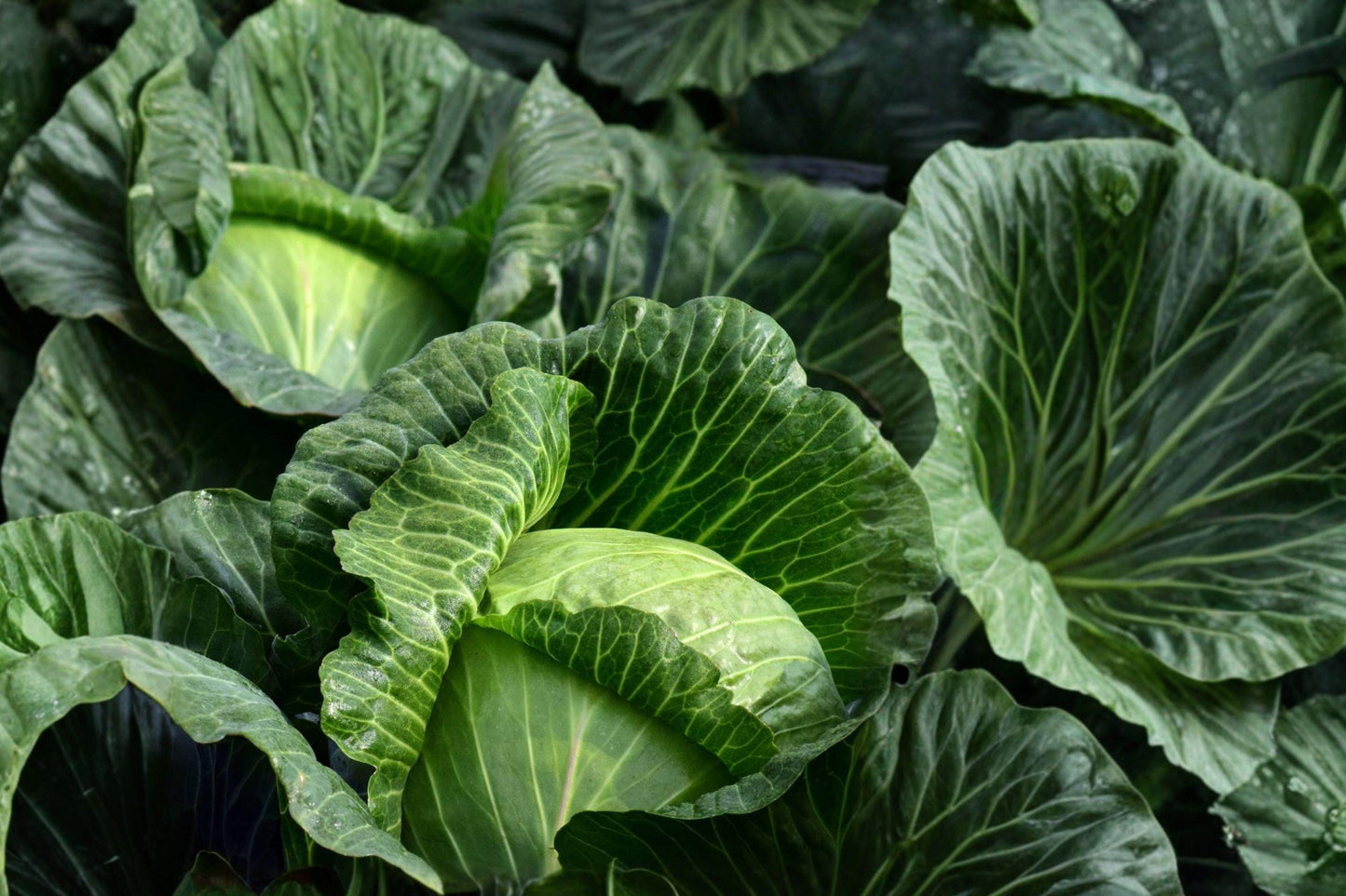 Golden Acre Heirloom Cabbage Seeds – Non-GMO, Early-Maturing, High-Yield Garden Vegetable, Compact Green Heads
