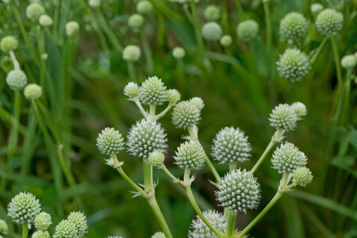 Rattlesnake Master Seeds – Eryngium yuccifolium Perennial Wildflower with White Spherical Flowers, Drought Tolerant, Pollinator-Friendly