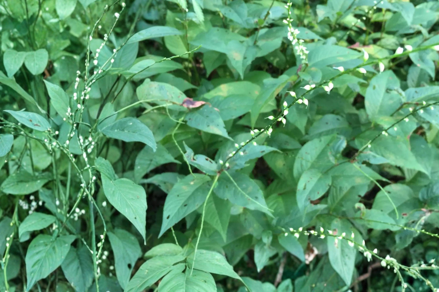 Jumpseed Seeds – Persicaria virginiana Perennial Woodland Plant with White to Pale Pink Flowers, Shade Garden Seed