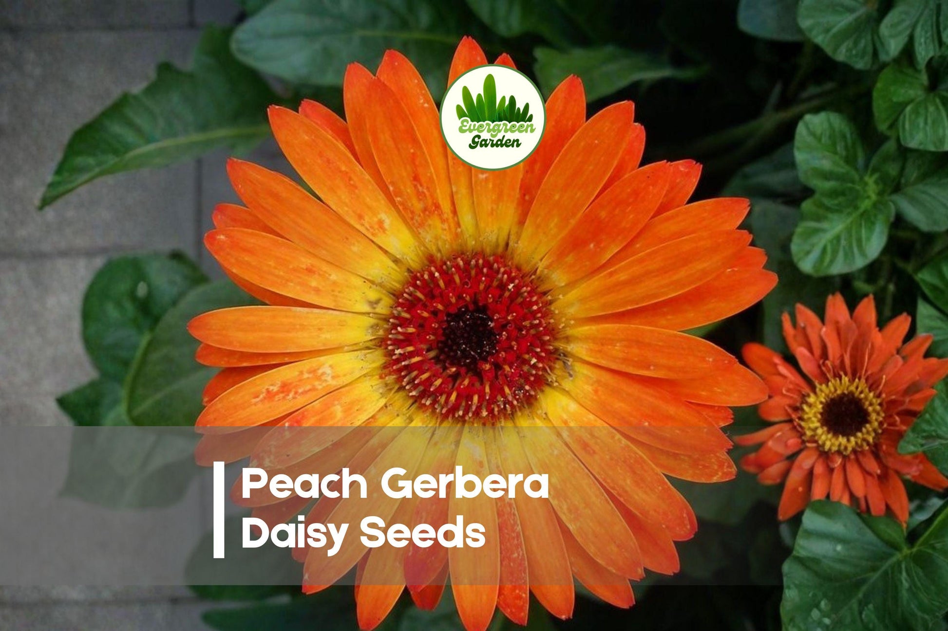 200 Peach Gerbera Daisy Seeds - Gerbera jamesonii, Bright Peach Blooms for Borders, Containers & Cut Flowers
