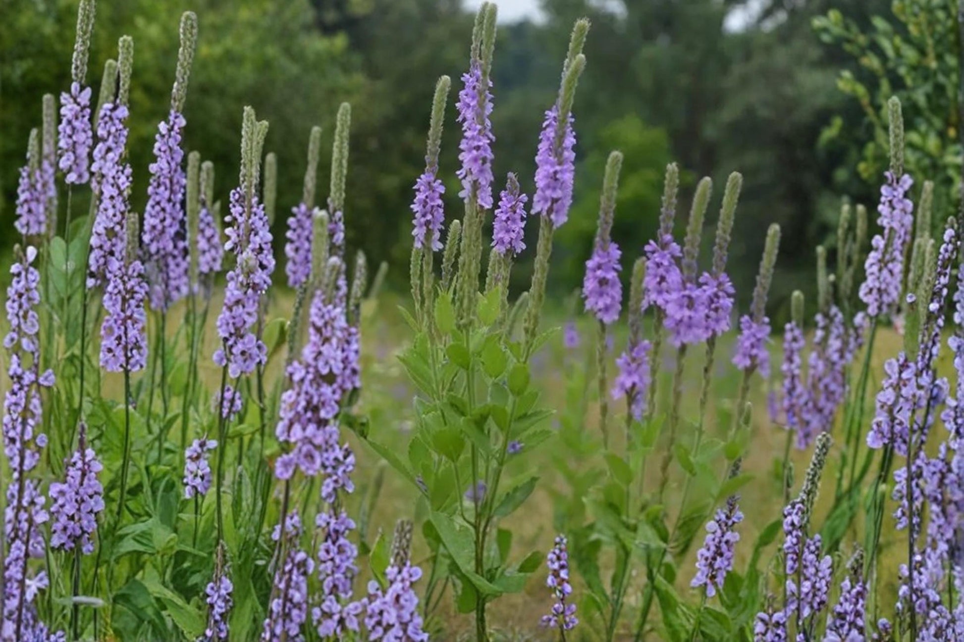 Hoary Vervain Seeds – Verbena stricta Wildflower, Perennial, Purple Lavender Flower, Drought Tolerant, Pollinator Plant