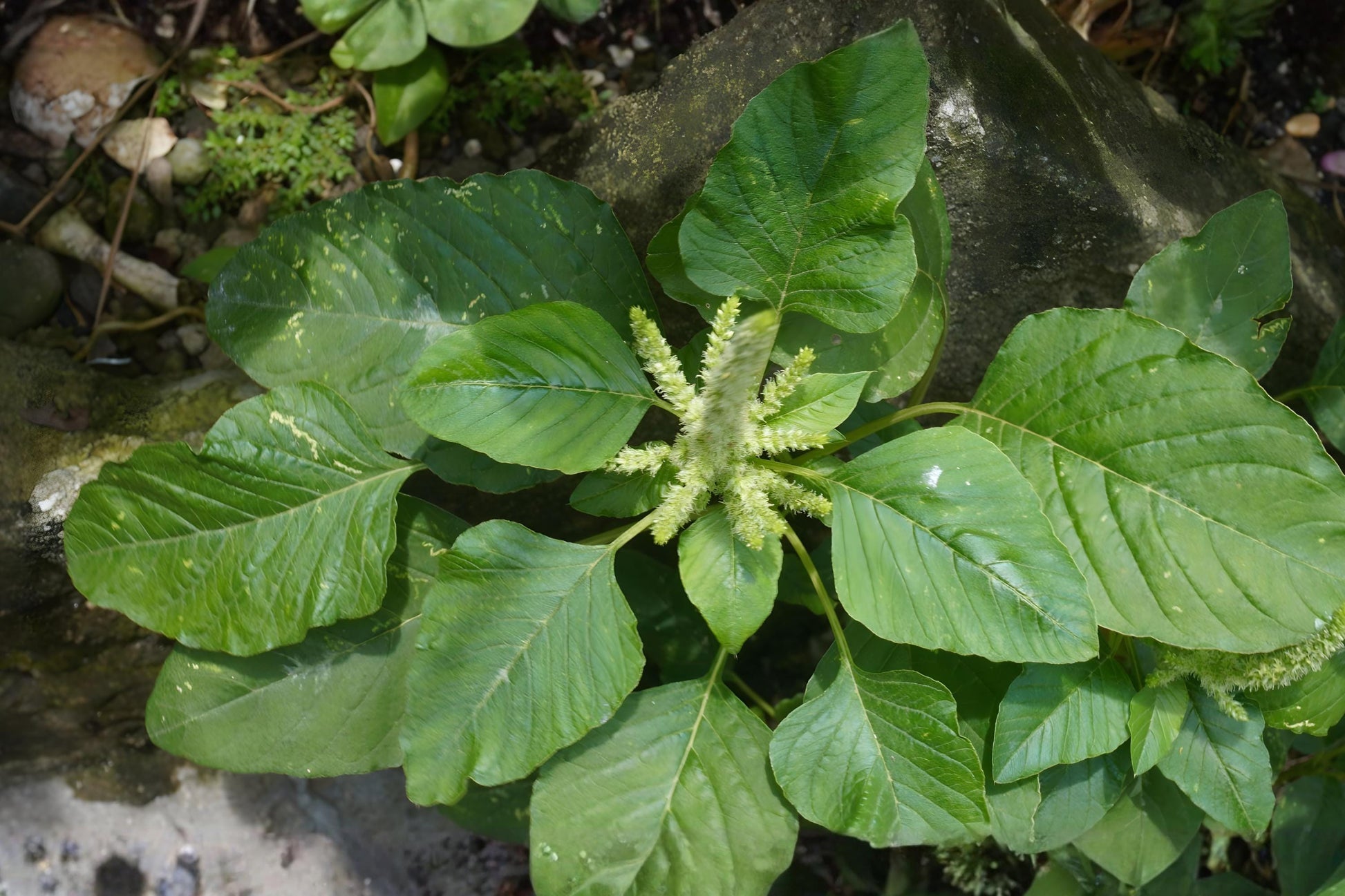 White Leaf Amaranth Seeds (Amaranthus mangostanus) – Edible, Fast-Growing Leafy Vegetable for Home Gardening & Asian Cuisine