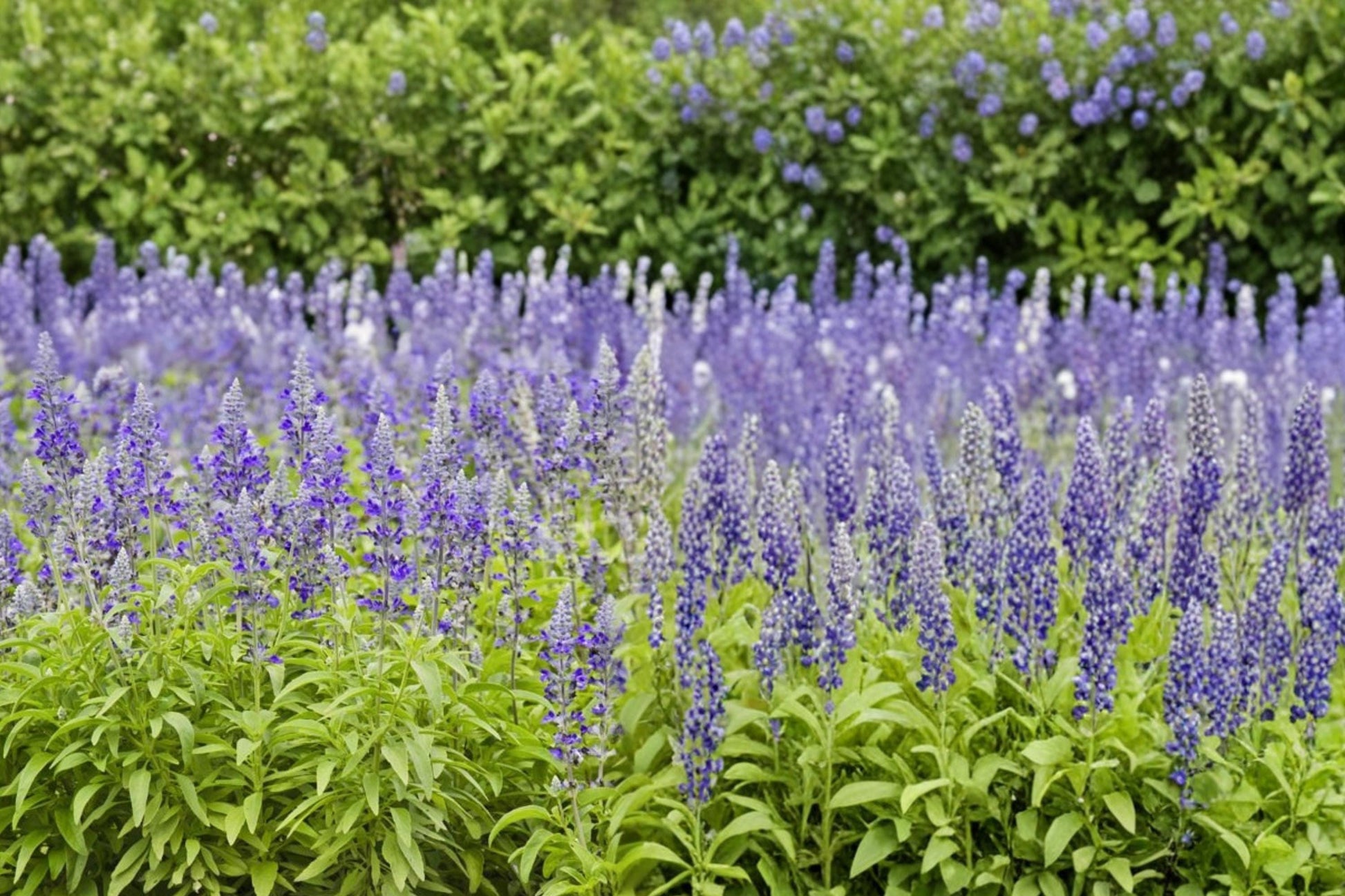 Blue Sage Seeds – Salvia farinacea, Blue to Violet Flowering Annual, Pollinator & Border Plant, Full Sun, Well-Drained Soil