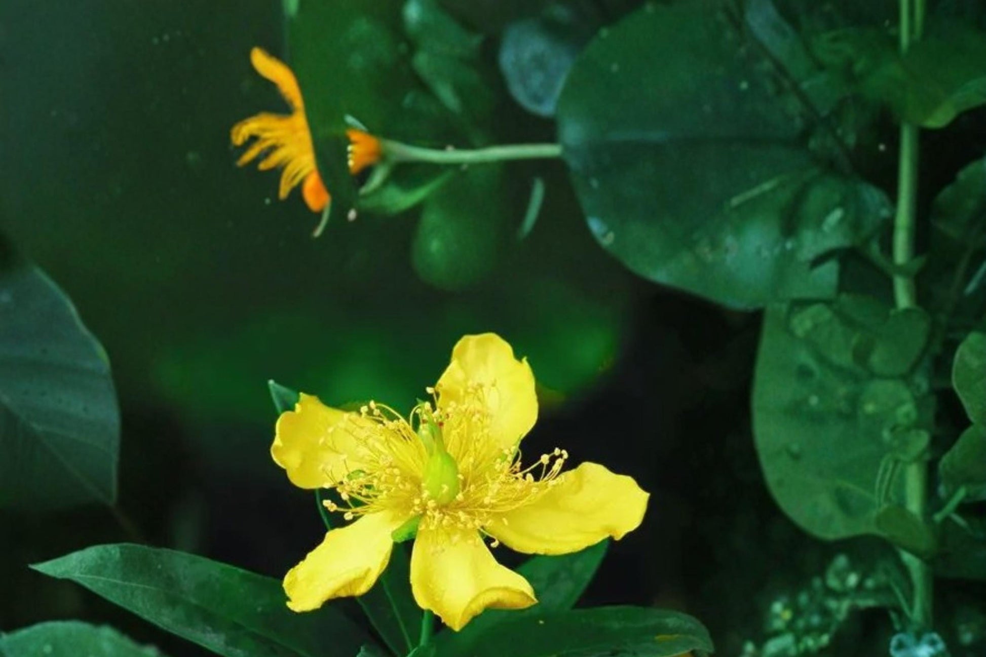 Great St John’s Wort Seeds – Hypericum pyramidatum, Perennial Bright Yellow Flower, Pollinator Support, Garden & Wildflower Plant