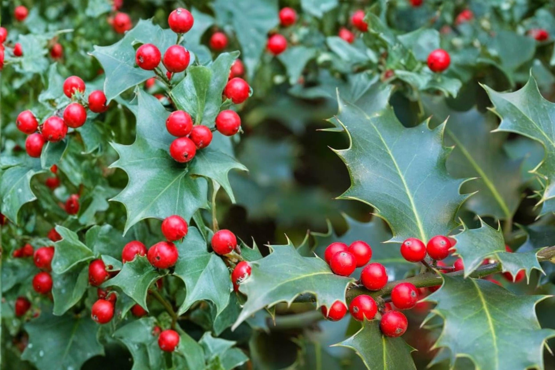 English Holly Seeds – Ilex aquifolium Evergreen Ornamental Tree with Red Berries and Spiny Foliage