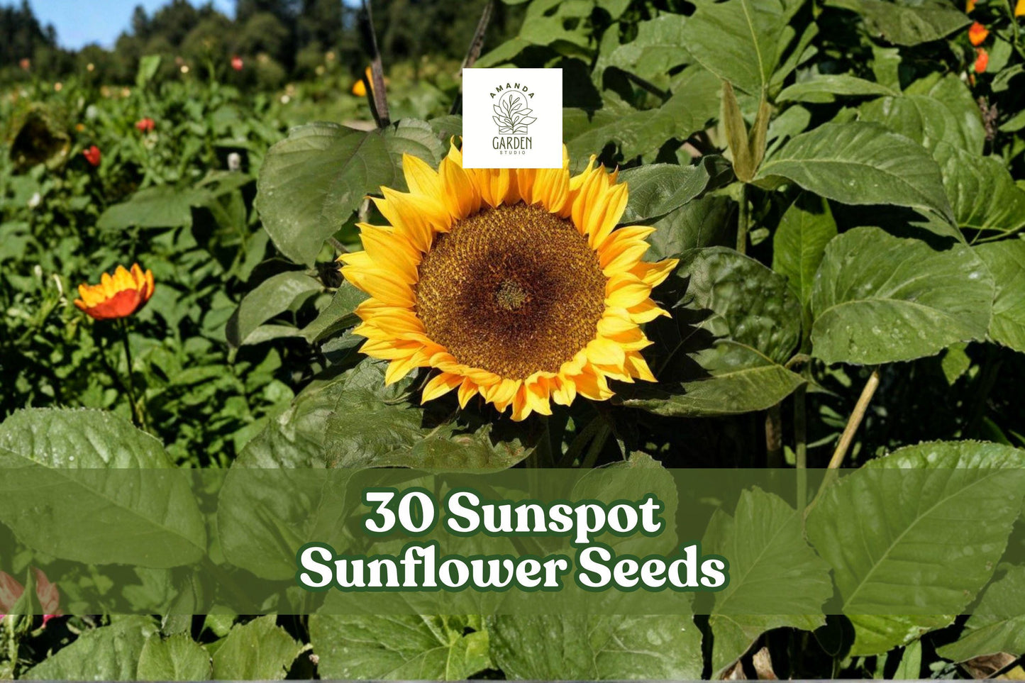 Sunflower Seeds 30 Sunspot Helianthus annuus Yellow Compact Annual for Garden, Border, Container
