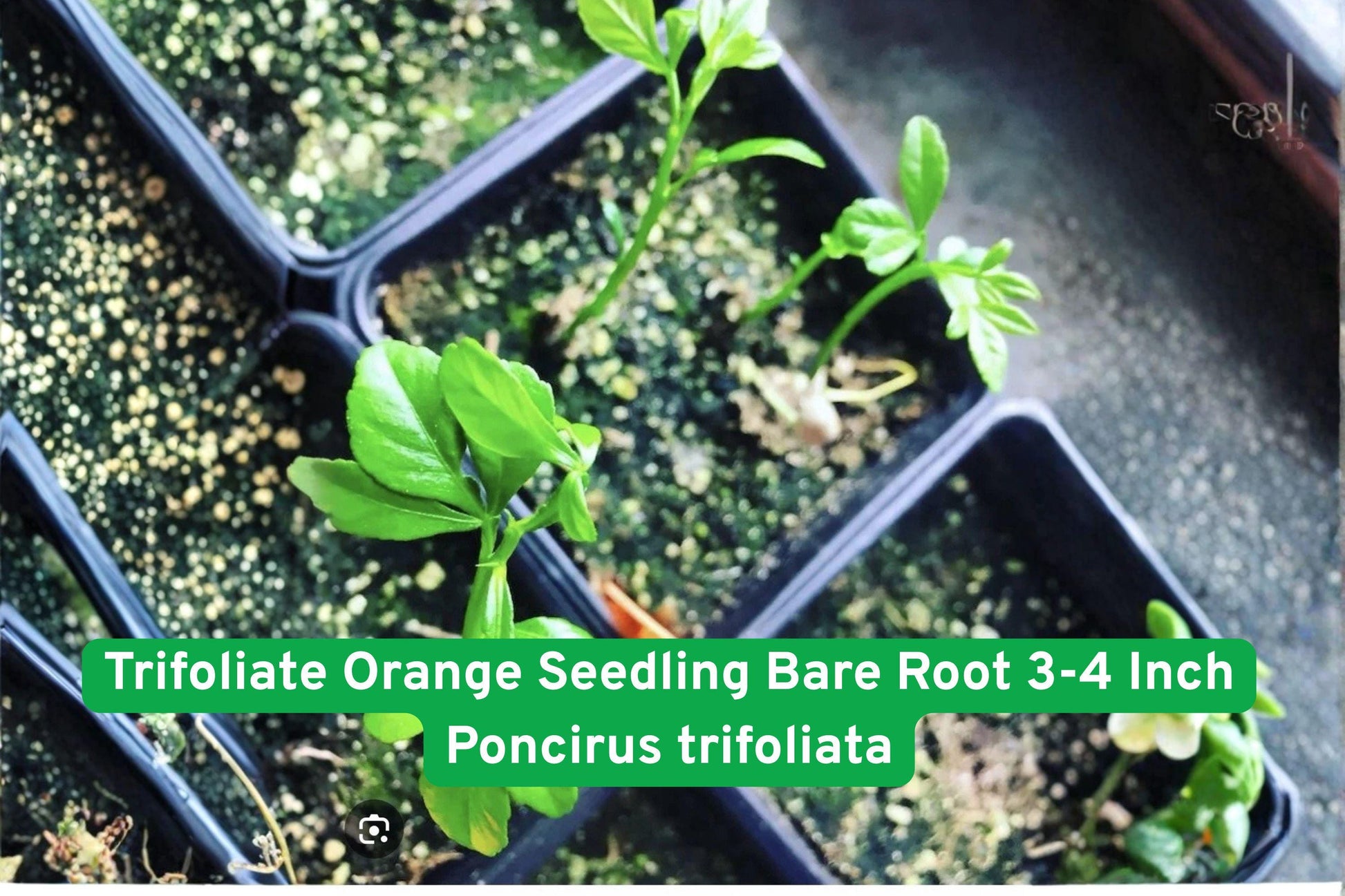 trifoliate orange seedling,bare root citrus tree,hardy citrus plant,thorny hedge shrub,cold tolerant citrus,grafting rootstock,white flower citrus,deciduous citrus tree,edible landscaping plant,unique garden citrus,small citrus seedling,ornamental citrus shrub,citrus barrier hedge