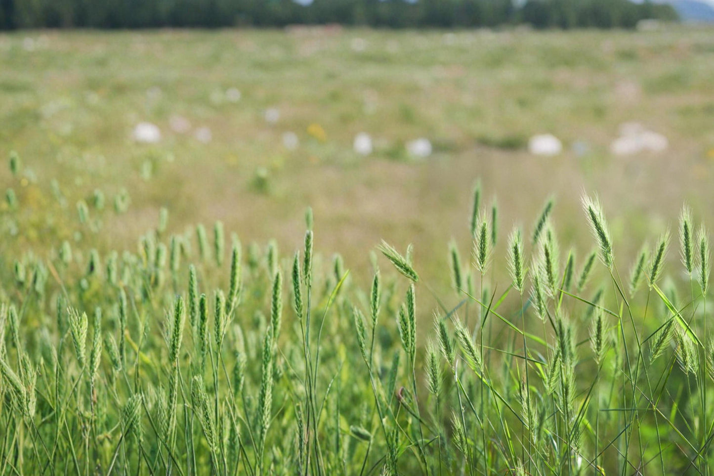 Virginia Wildrye Seeds – Elymus virginicus Native Perennial Grass for Restoration, Habitat, Meadow & Erosion Control