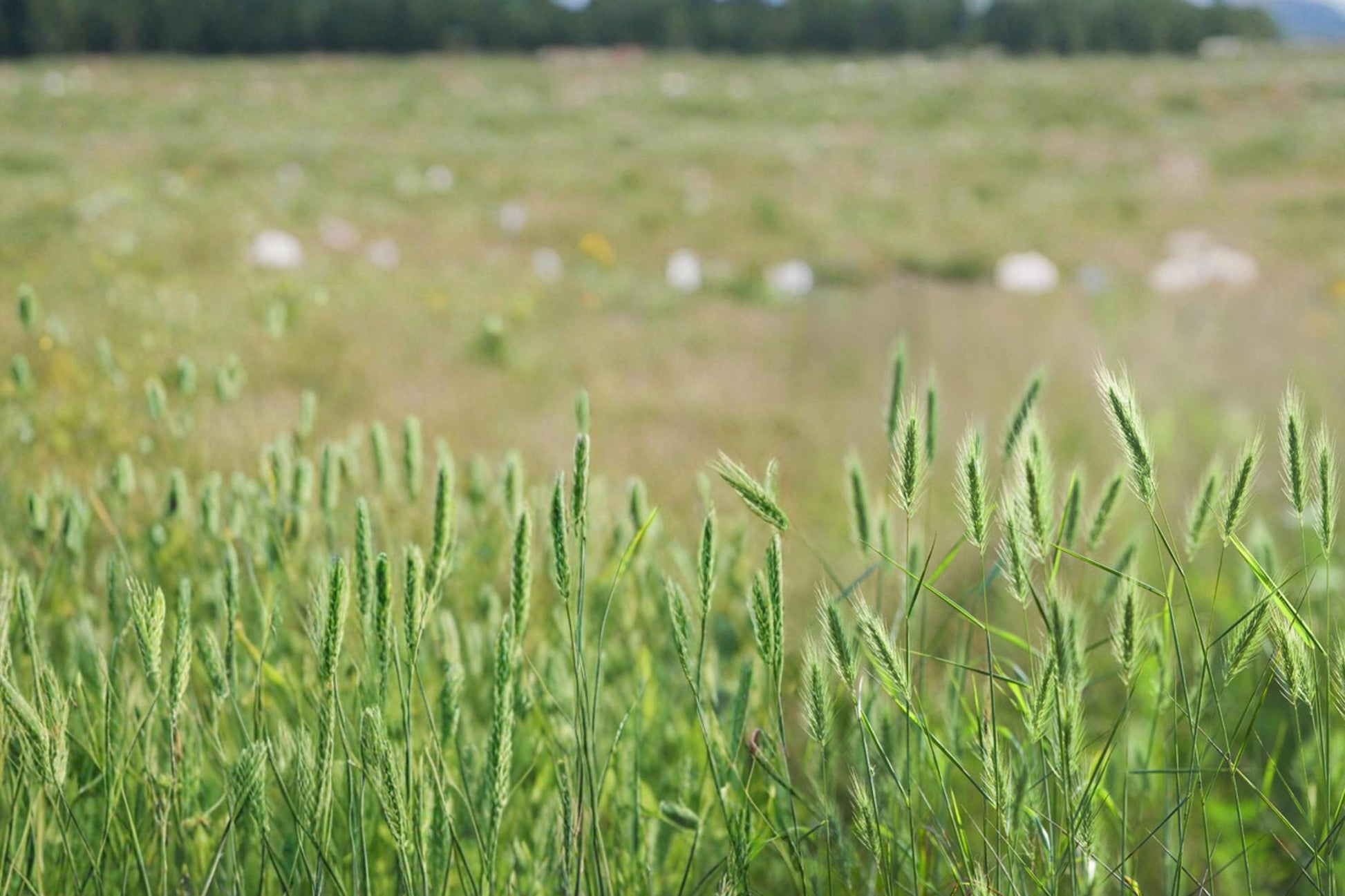 Virginia Wildrye Seeds – Elymus virginicus Native Perennial Grass for Restoration, Habitat, Meadow & Erosion Control