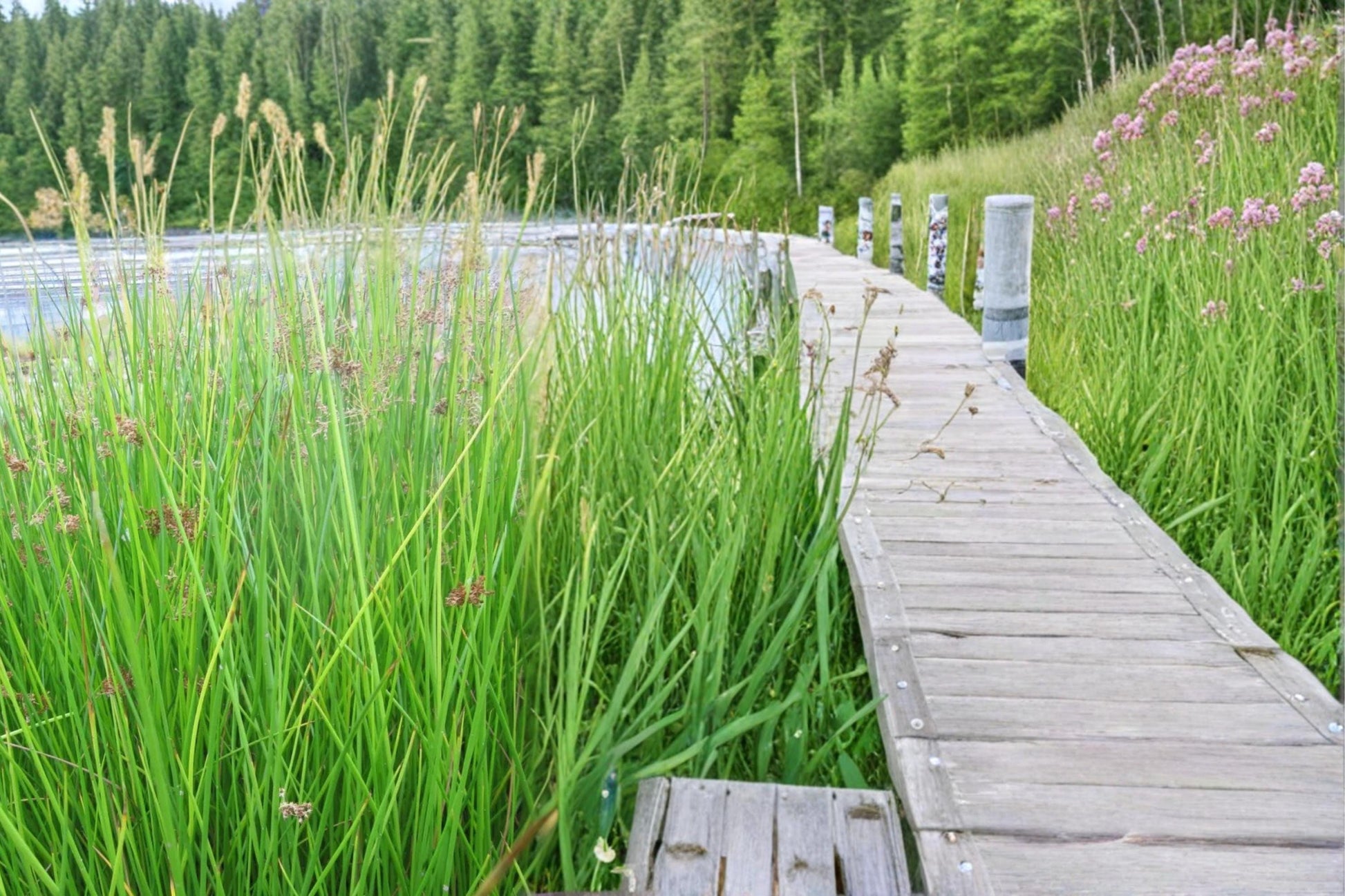 Soft Rush Seeds – Juncus effusus Perennial Wetland Plant for Water Gardens & Pond Edges
