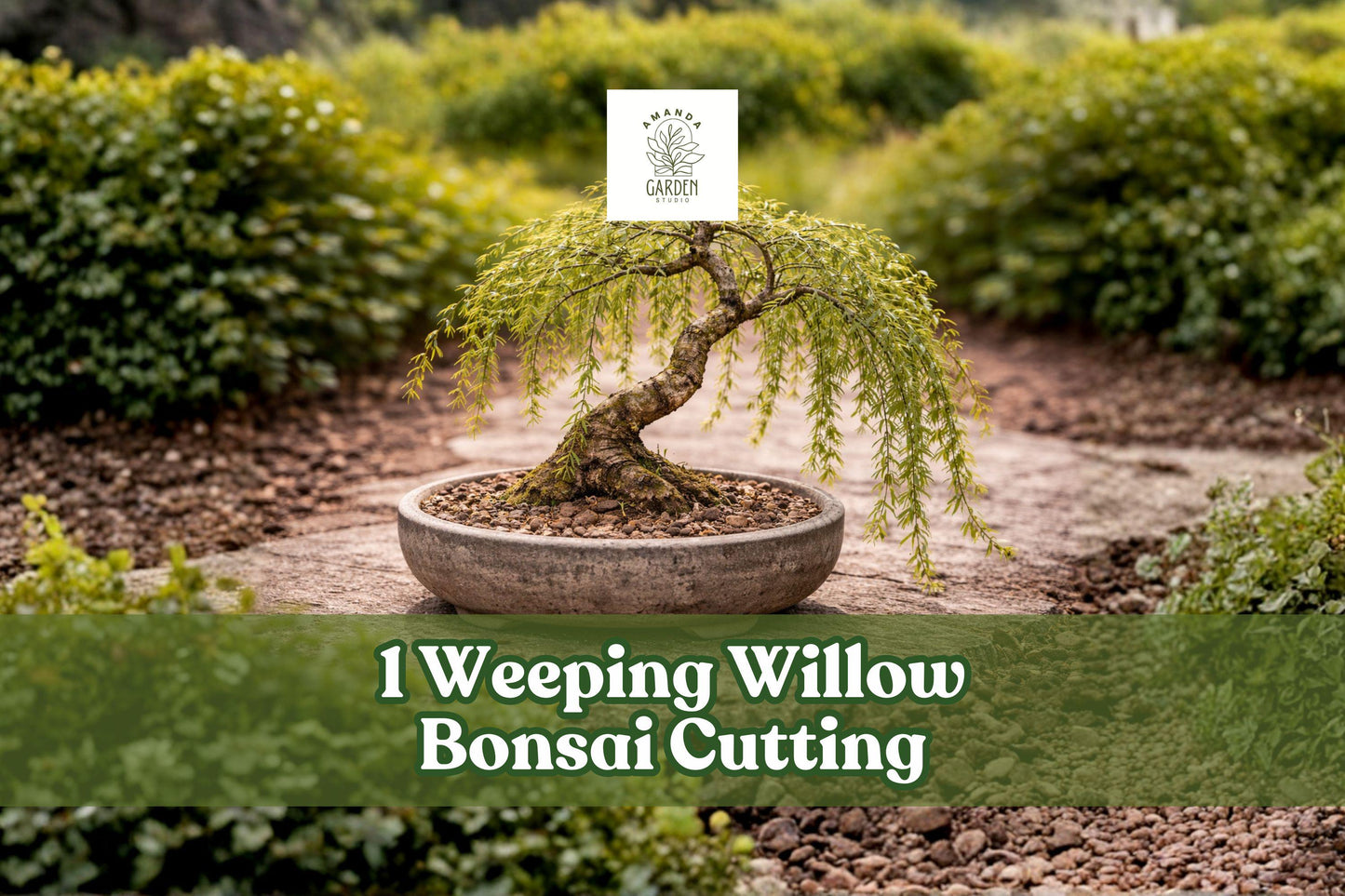 Weeping Willow Bonsai Cutting | Thick Trunk | Salix babylonica Live Tree for Bonsai Propagation
