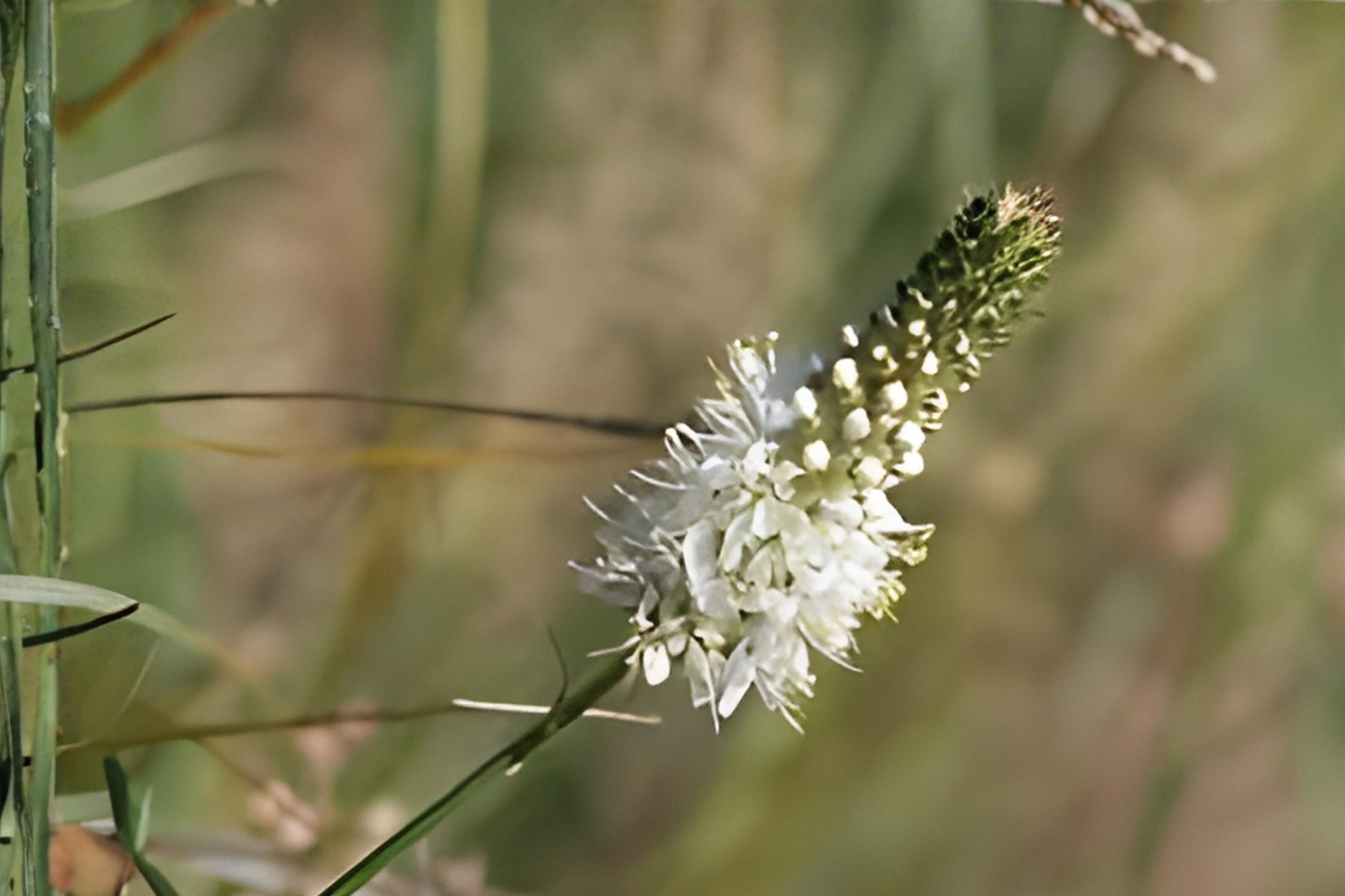 White Prairie Clover Seeds (Dalea candida) – Native Wildflower for Pollinators, Drought Tolerant, Soil Improving, Easy to Grow