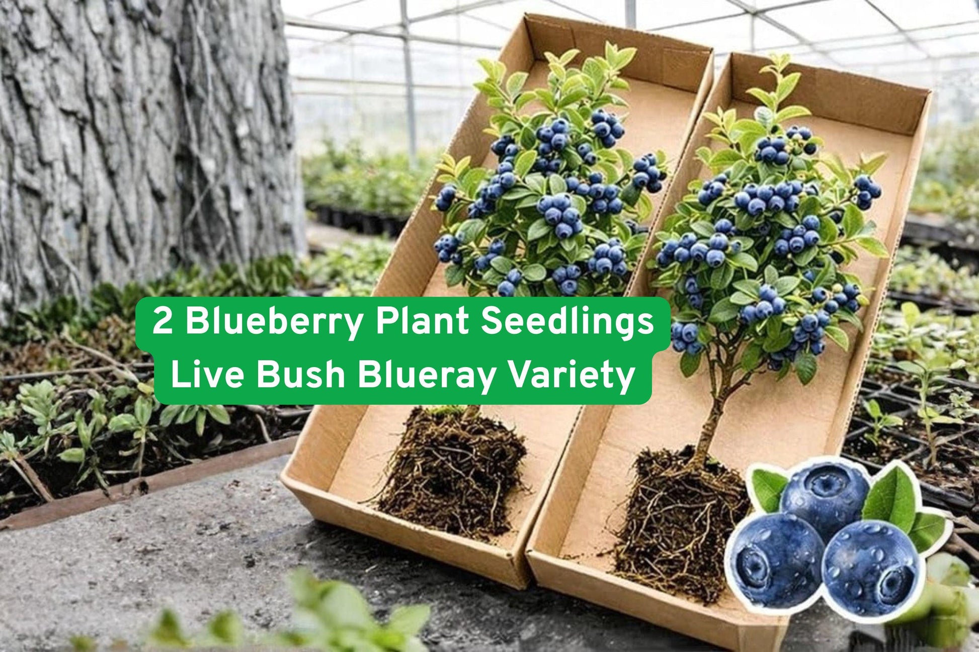 blueberry seedlings, Blueray blueberry bush, fruiting blueberry plant, edible landscaping shrub, outdoor berry plant, home garden blueberries, organic blueberry seedlings, container blueberry plant, summer fruit bush, nutrient-rich berries, decorative berry shrub, easy grow blueberry, backyard fruit garden